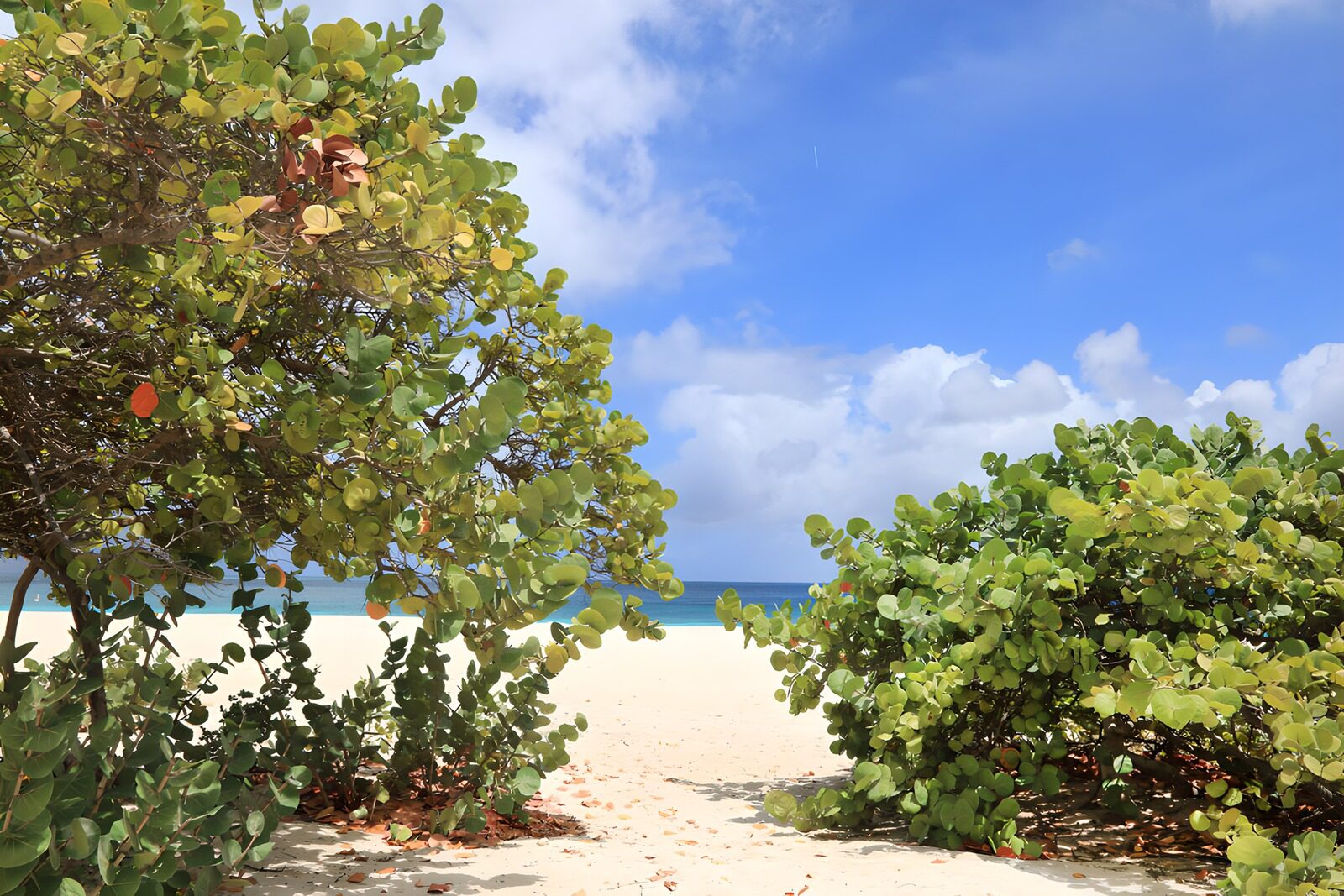 TPES50134: Playa entre arbustos y mar turquesa