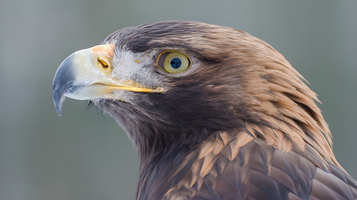 TPES81338: Águila de perfil, mirada alerta