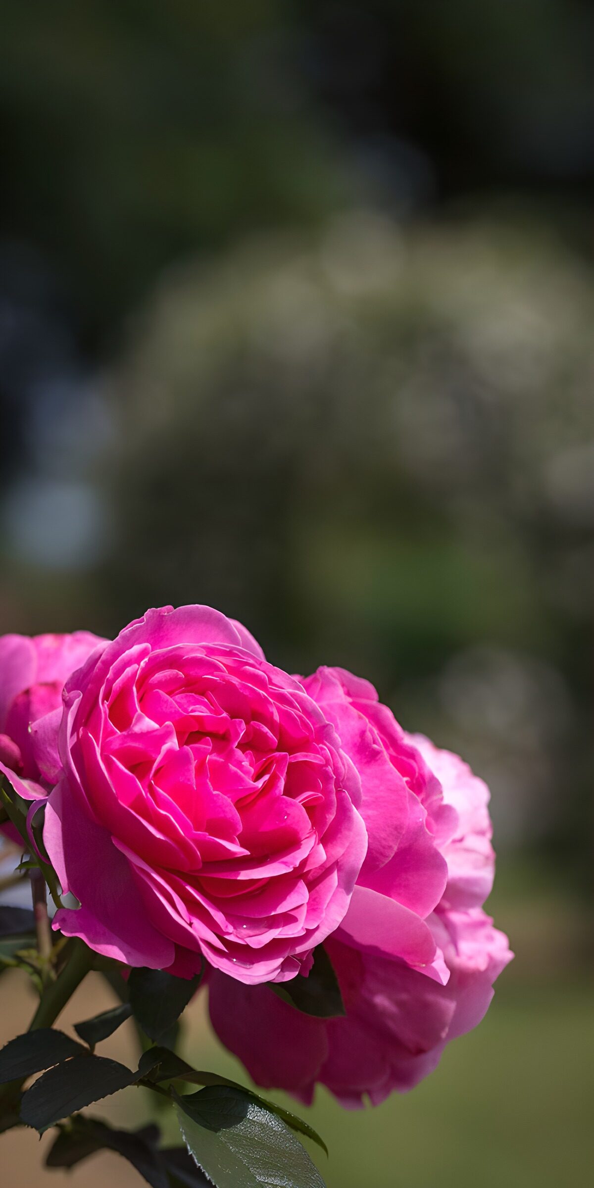 TPES71867: Rosas fucsias a pleno sol