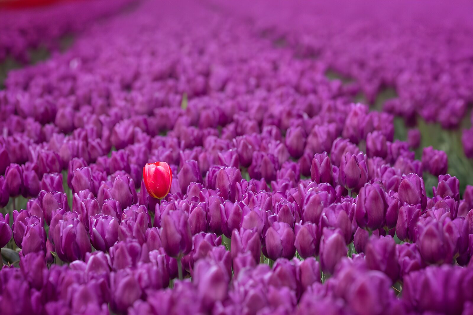 TPES37875: Tulipán rojo entre tulipanes morados