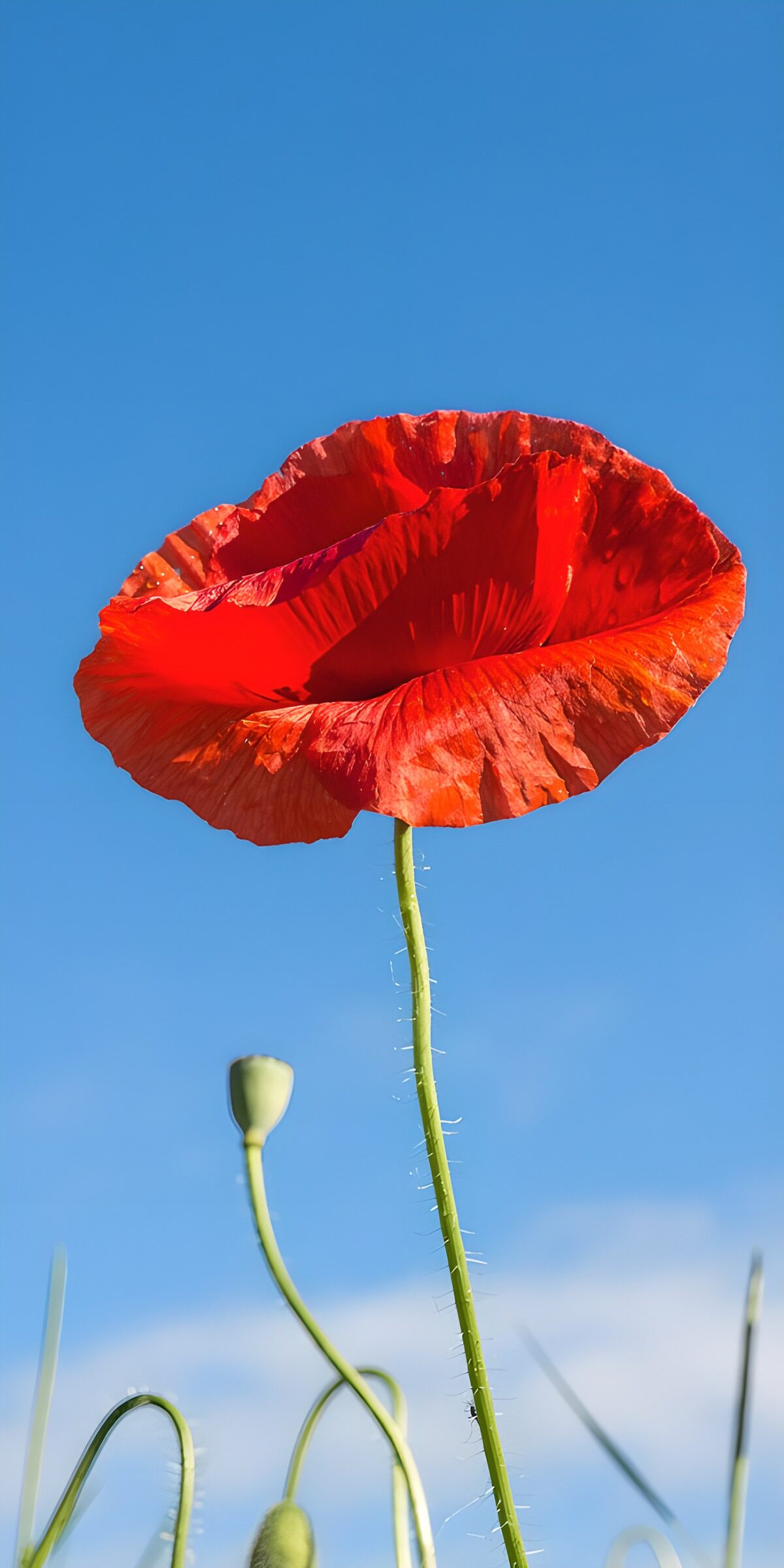 Amapola roja bajo un cielo despejado