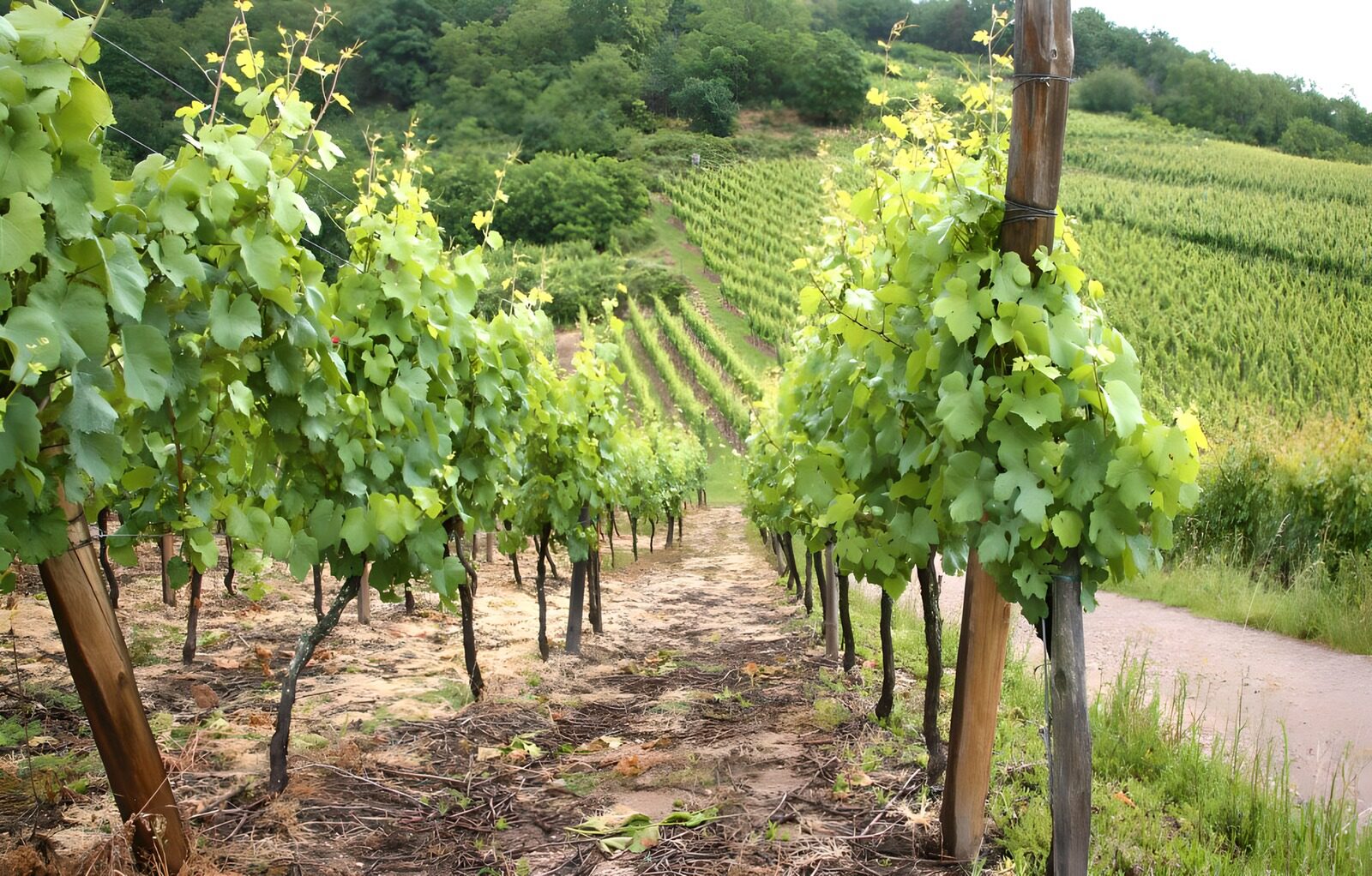 TPES25118: Hileras de vides en una ladera soleada