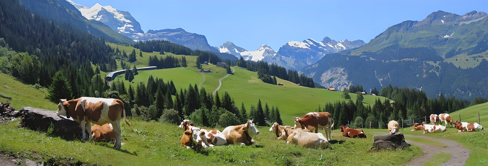 TPES29491: Vacas al sol, cumbres vestidas de nieve