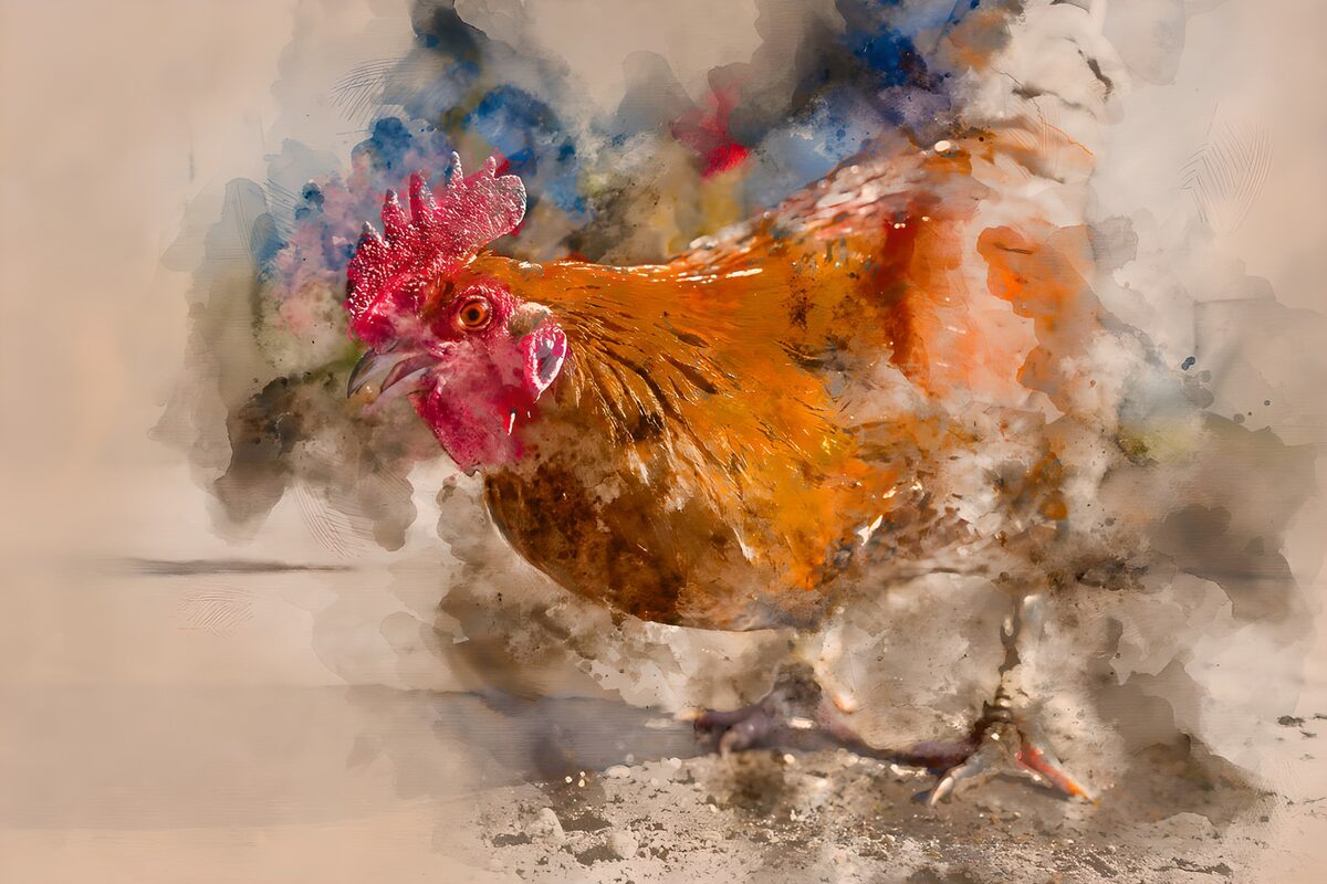 Gallo naranja en acuarela suelta