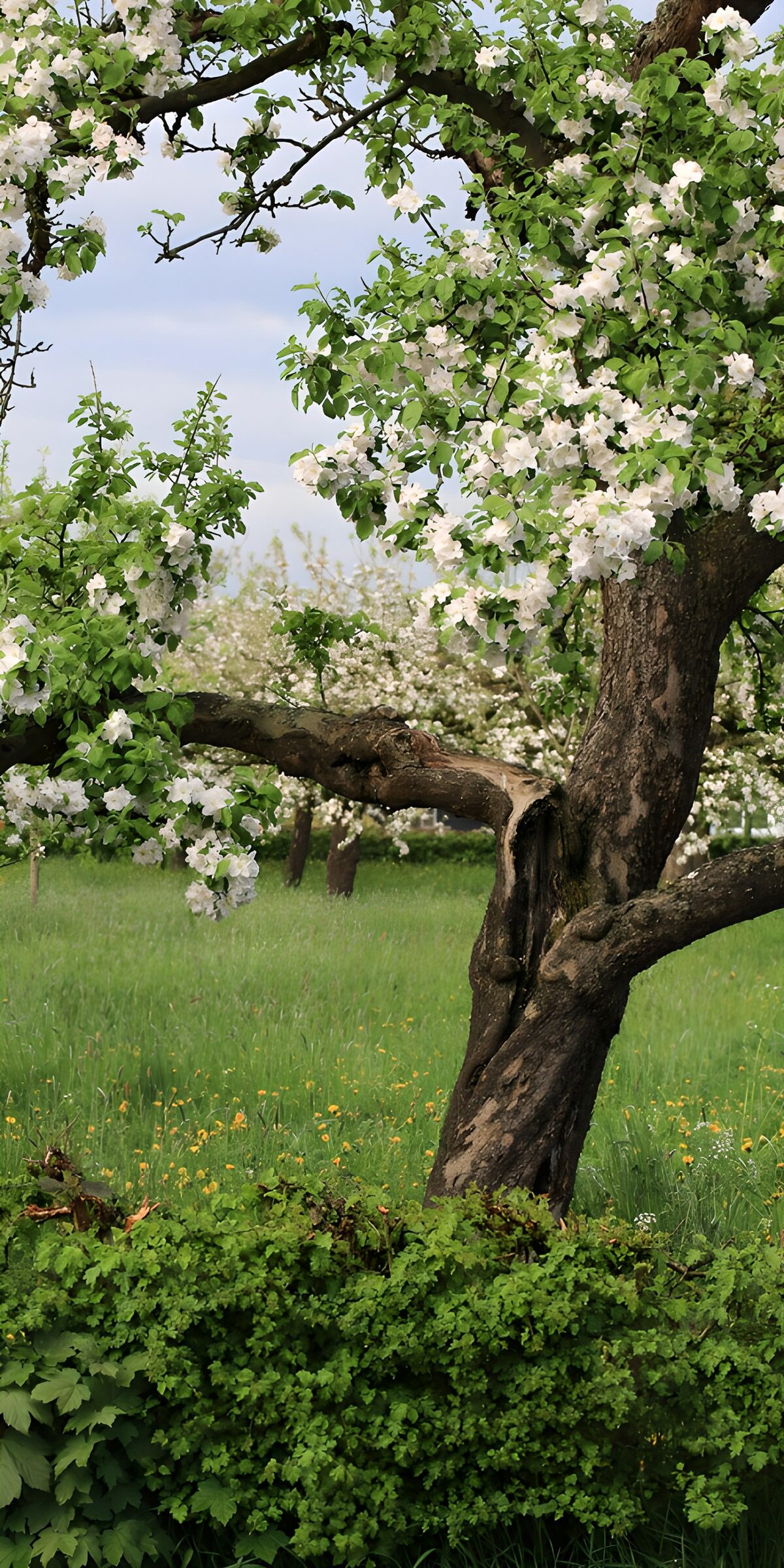 TPES10862: Árbol de flores blancas en plena primavera