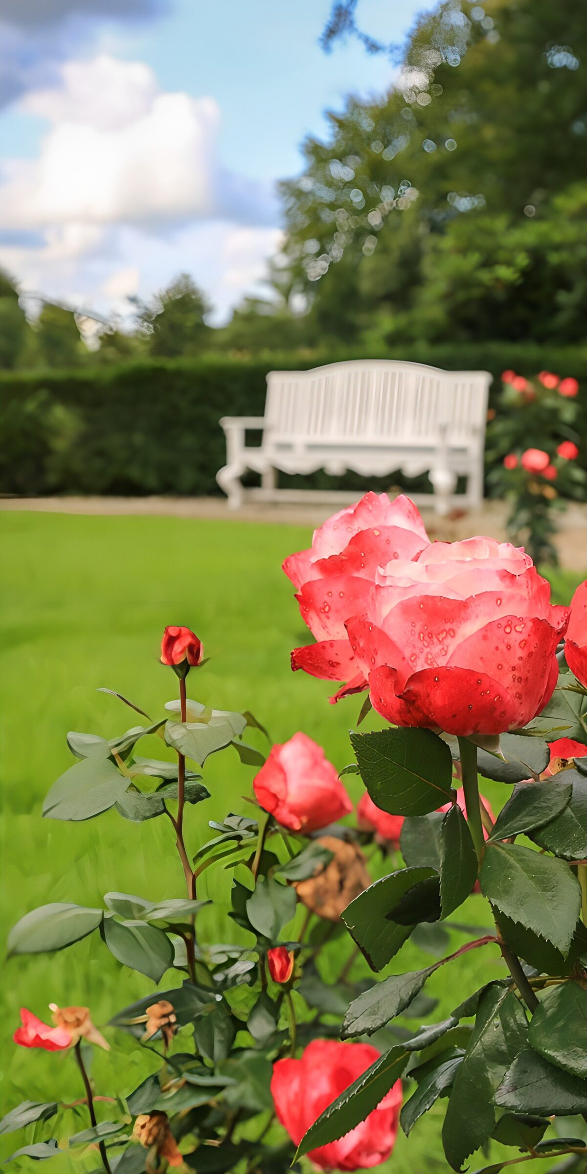 TPES42937: Rosas bicolores junto a un banco blanco