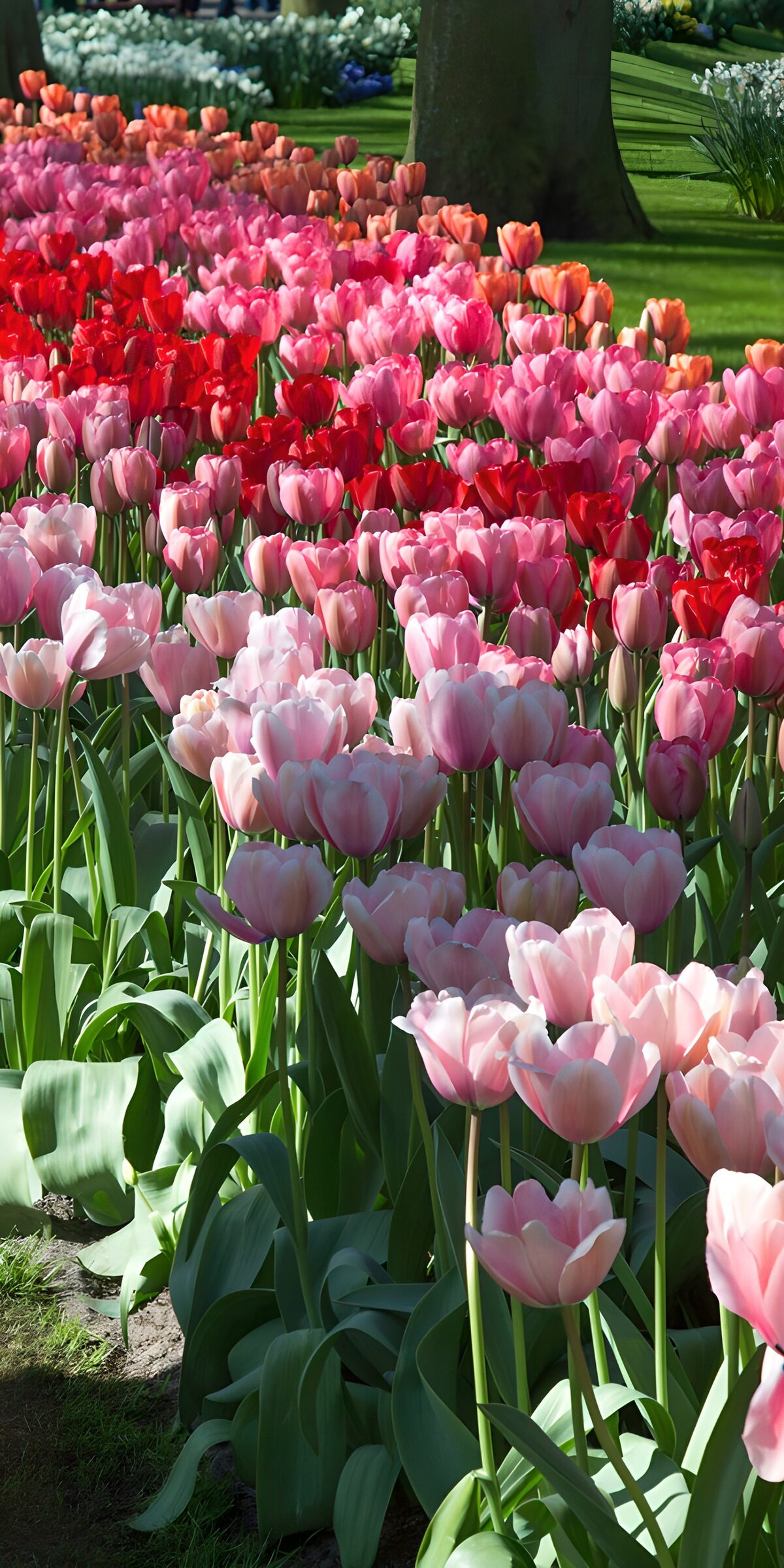 TPES41849: Olas de tulipanes en primavera