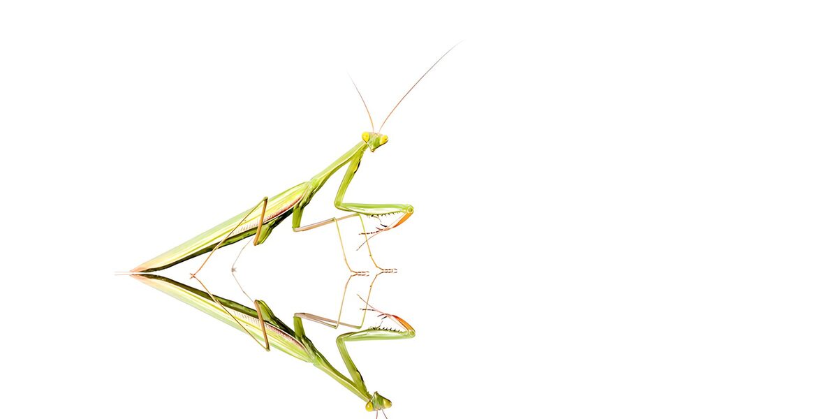 Mantis verde con reflejo