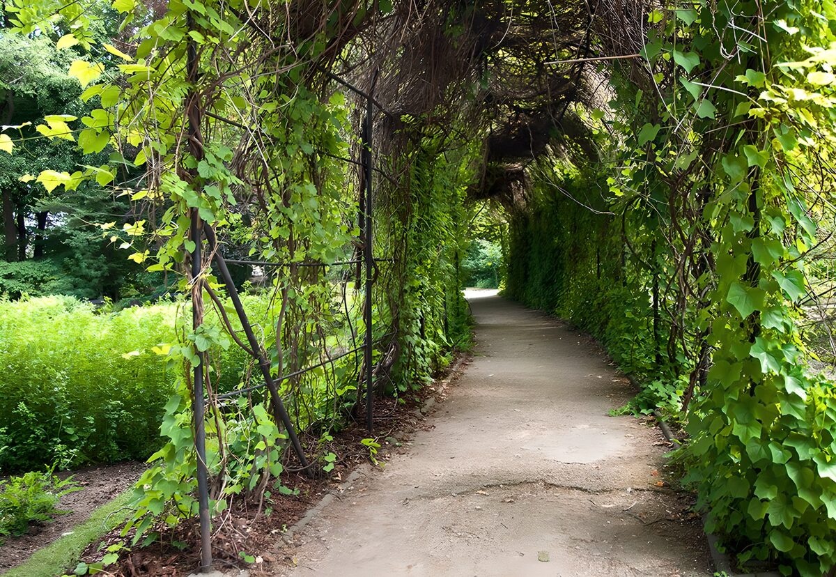 TPES91281: Sendero bajo una pérgola de hojas