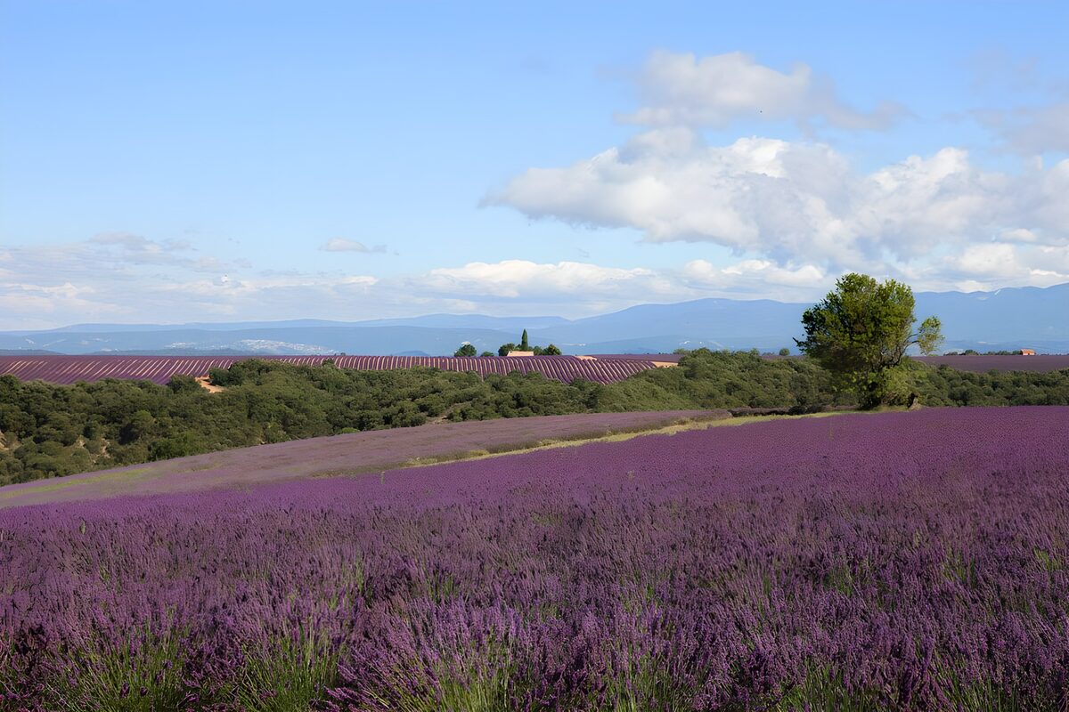 Campo de lavanda bajo el cielo de verano