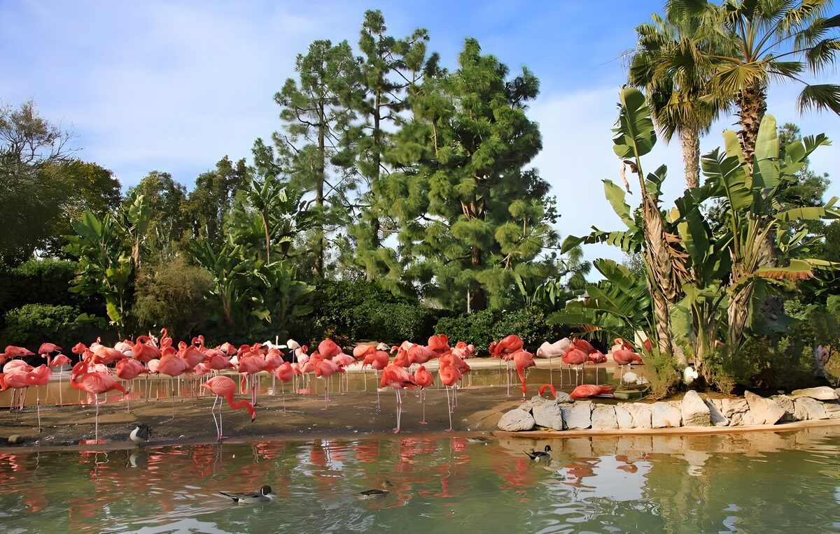 TPES74520: Flamencos al sol junto al estanque