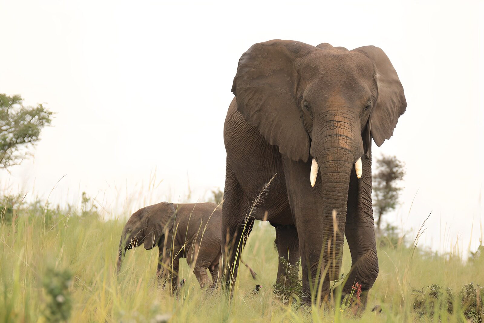 TPES45675: Elefante y cría entre hierbas altas