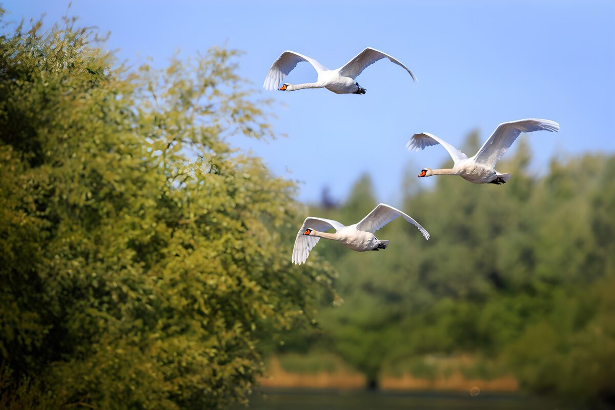 Tres cisnes en vuelo sobre los árboles
