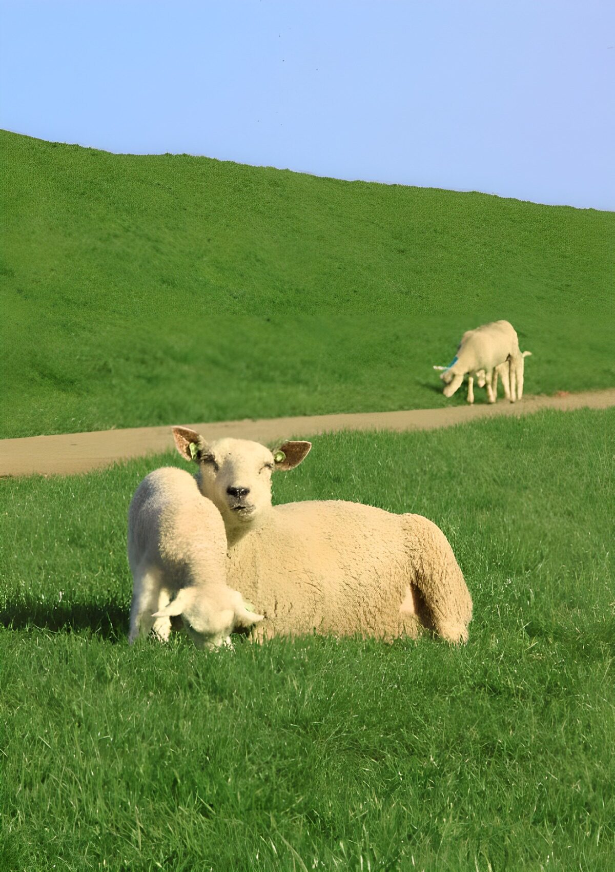 TPES75698: Oveja y cordero en la ladera verde