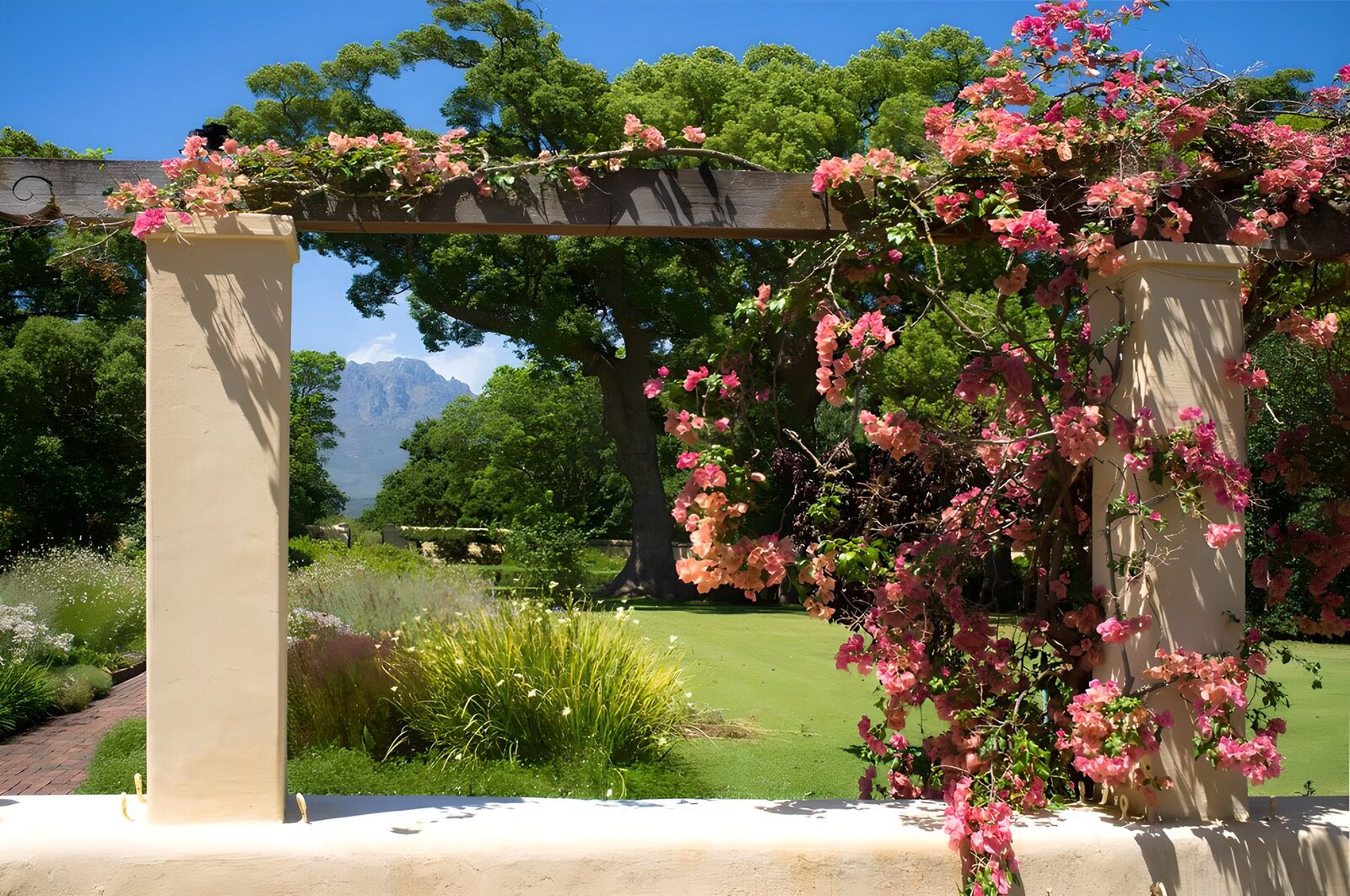 TPES88805: Pérgola con buganvilla al sol