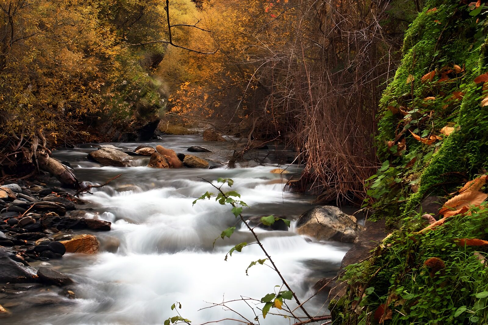 TPES22641: Arroyo entre rocas en un bosque dorado