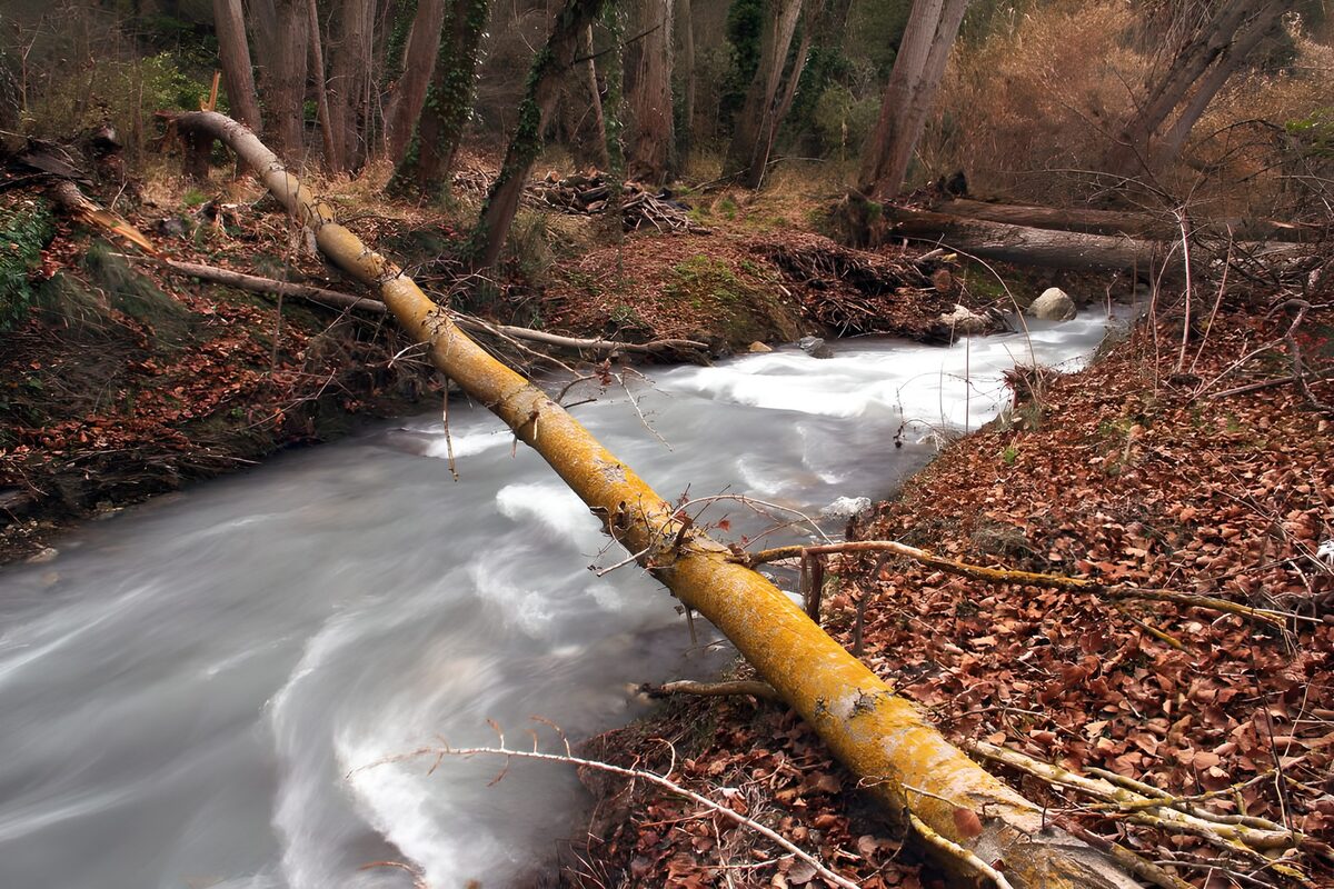Arroyo de otoño bajo un árbol caído