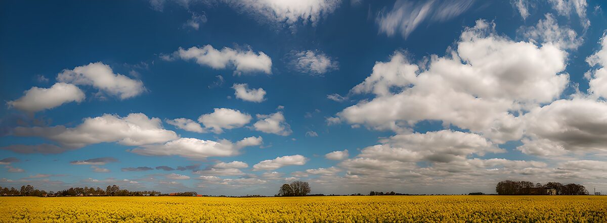 TPES23666: Campo de flores amarillas y cielo azul