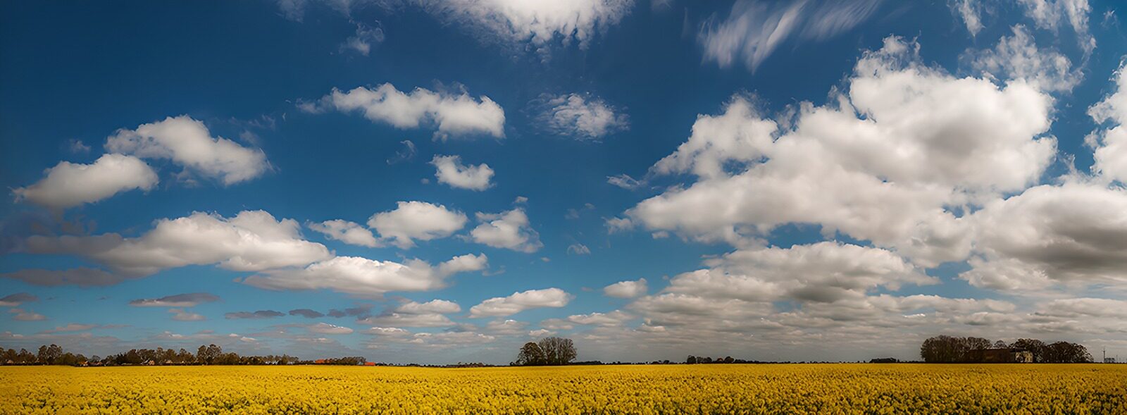 TPES23666: Campo de flores amarillas y cielo azul
