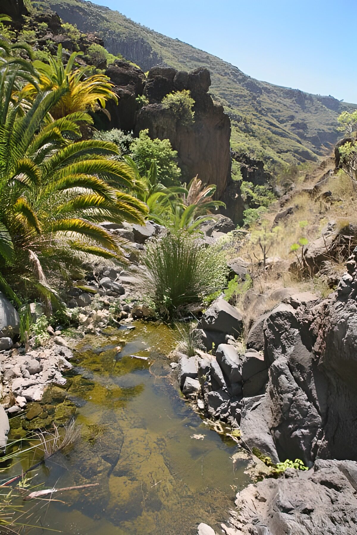 TPES75856: Arroyo entre rocas y palmeras