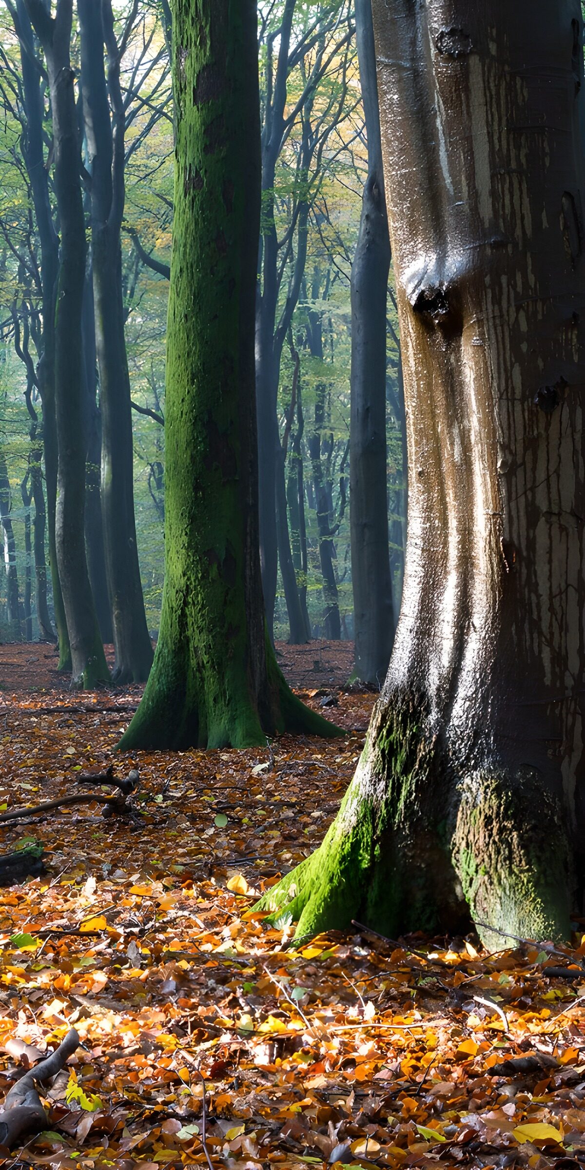 TPES11144: Bosque de otoño entre troncos y musgo