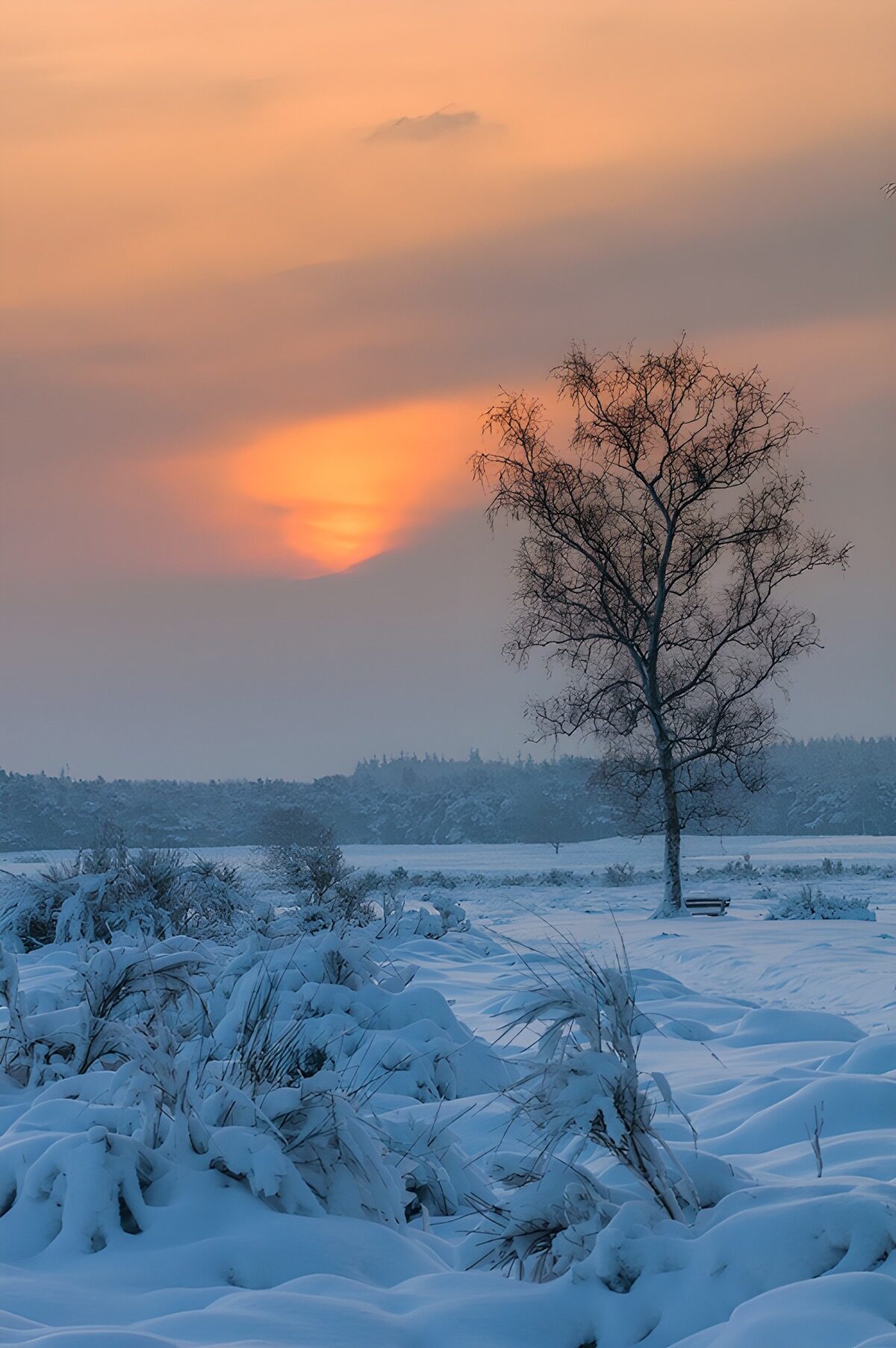 Árbol y nieve al atardecer