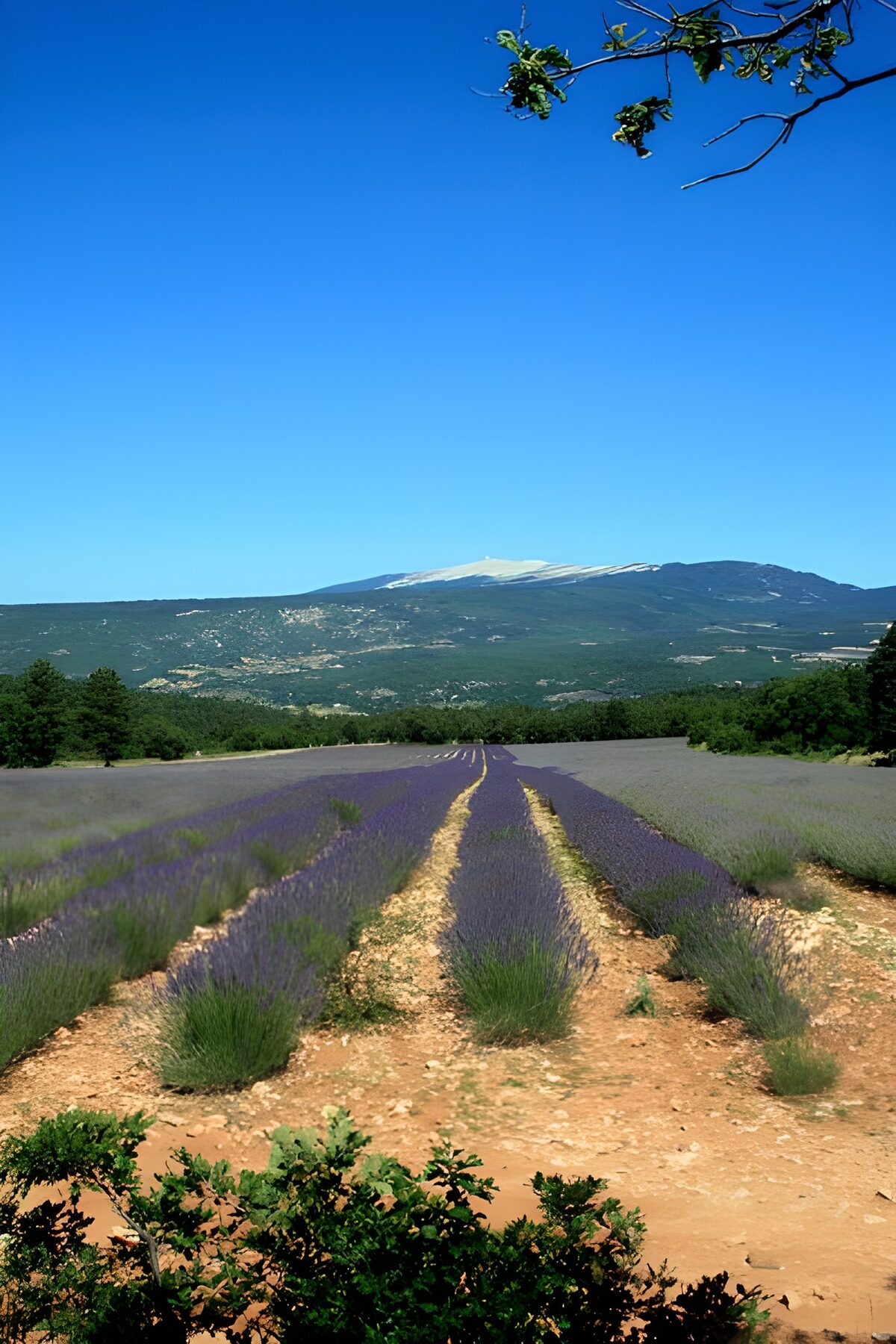 TPES95418: Campo de lavanda al pie de la montaña