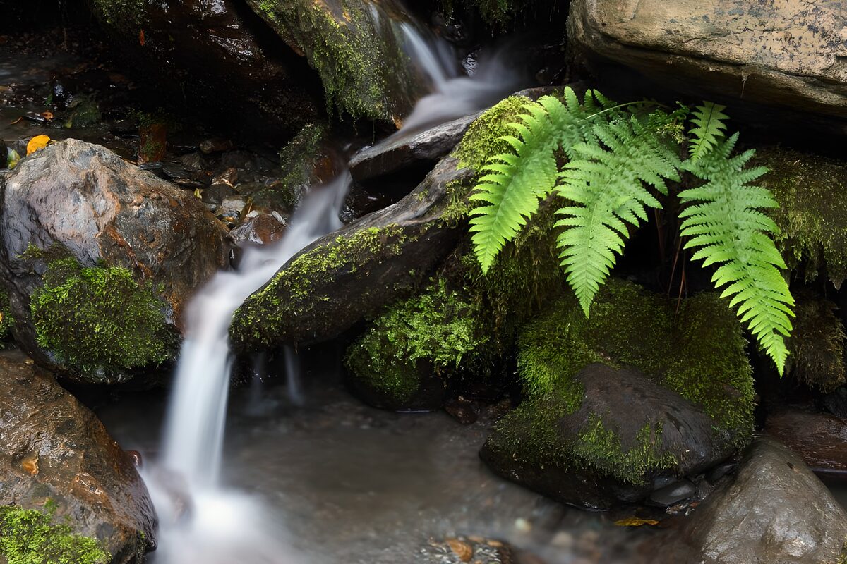 Cascada entre rocas y helechos frescos