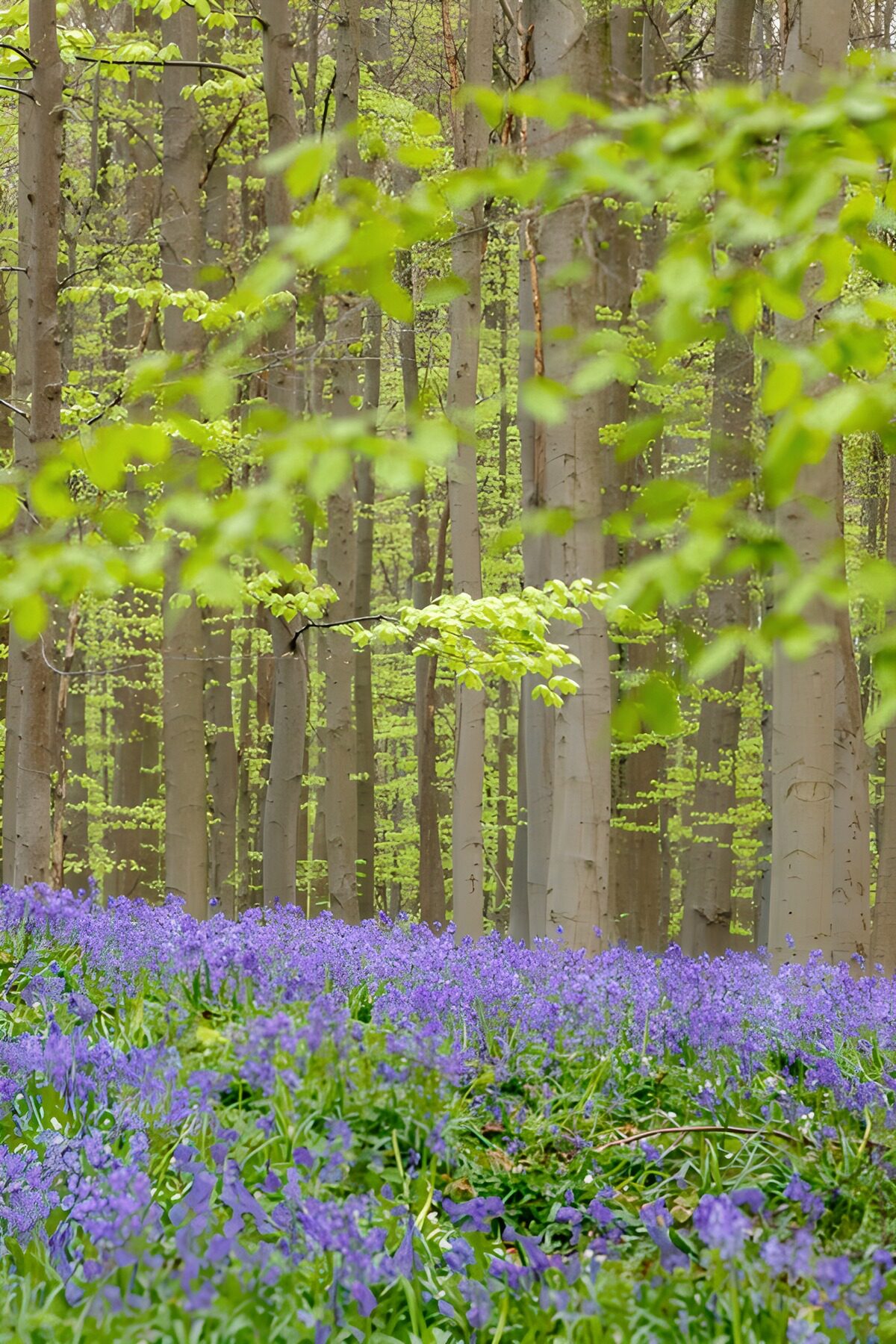 Hayedo primaveral con flores azules