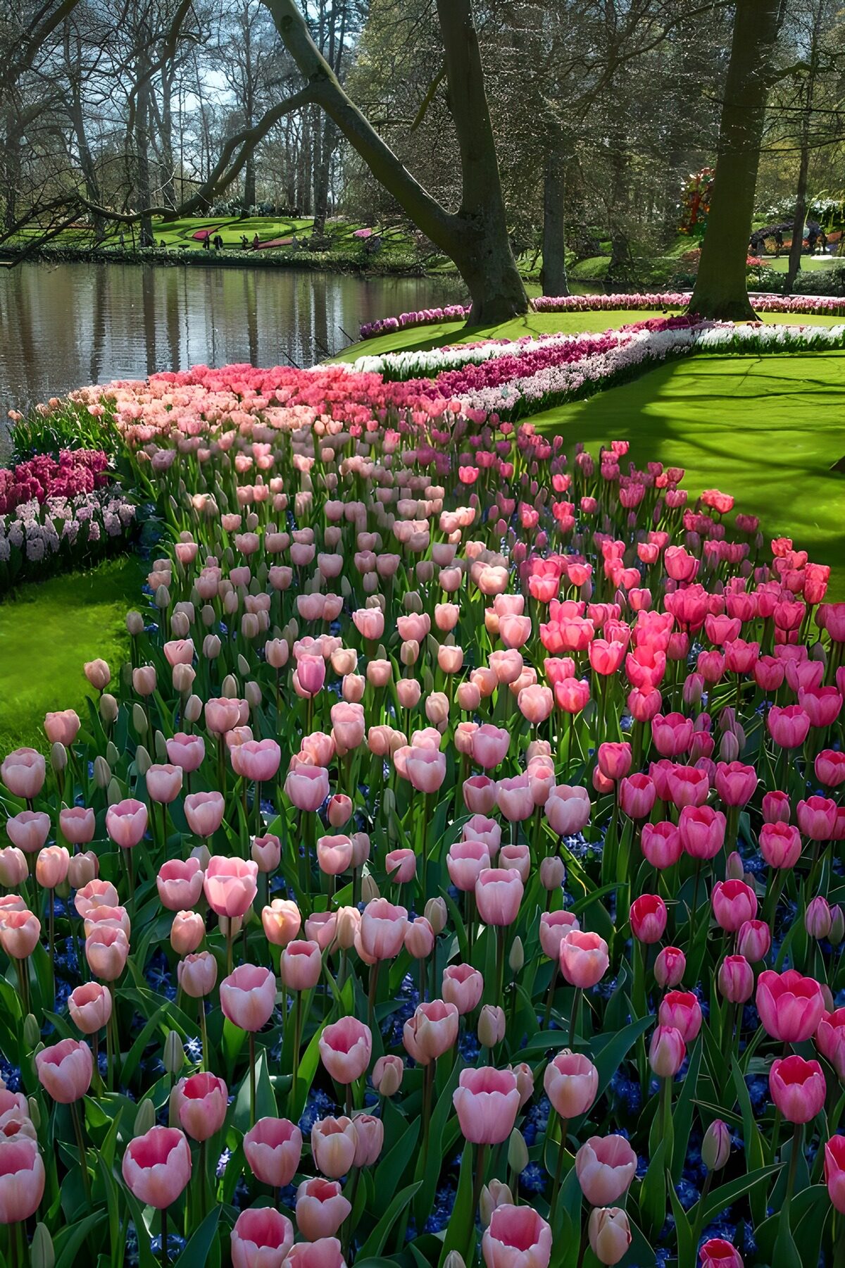 Tulipanes rosas junto al estanque