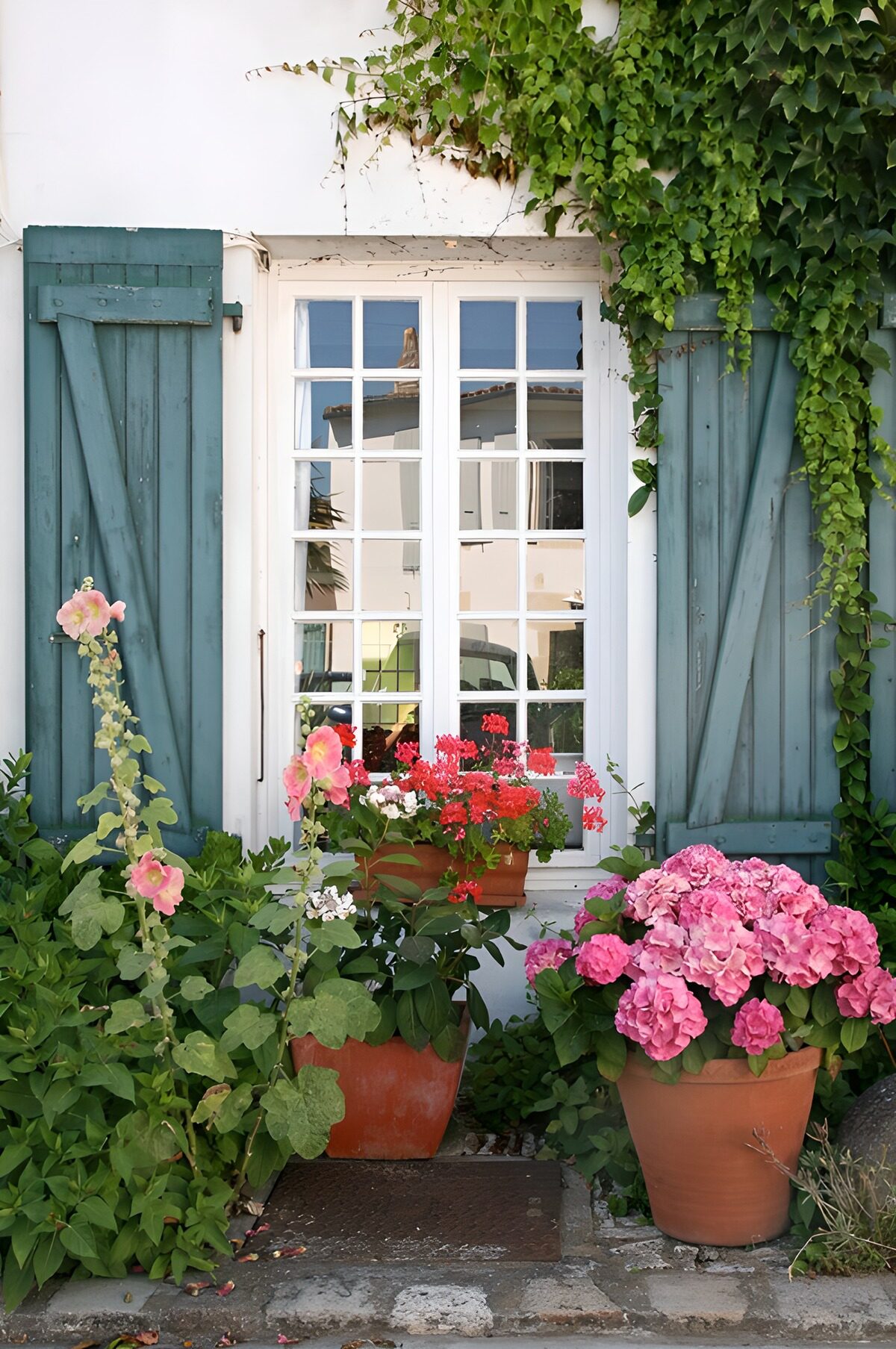 Contraventanas azules y hortensias rosas
