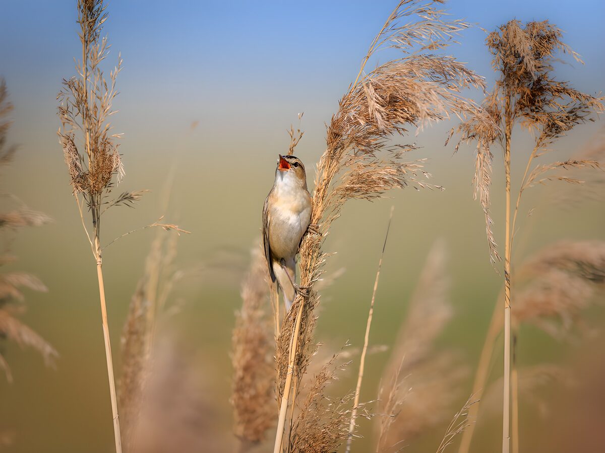 Pájaro cantor entre cañas doradas