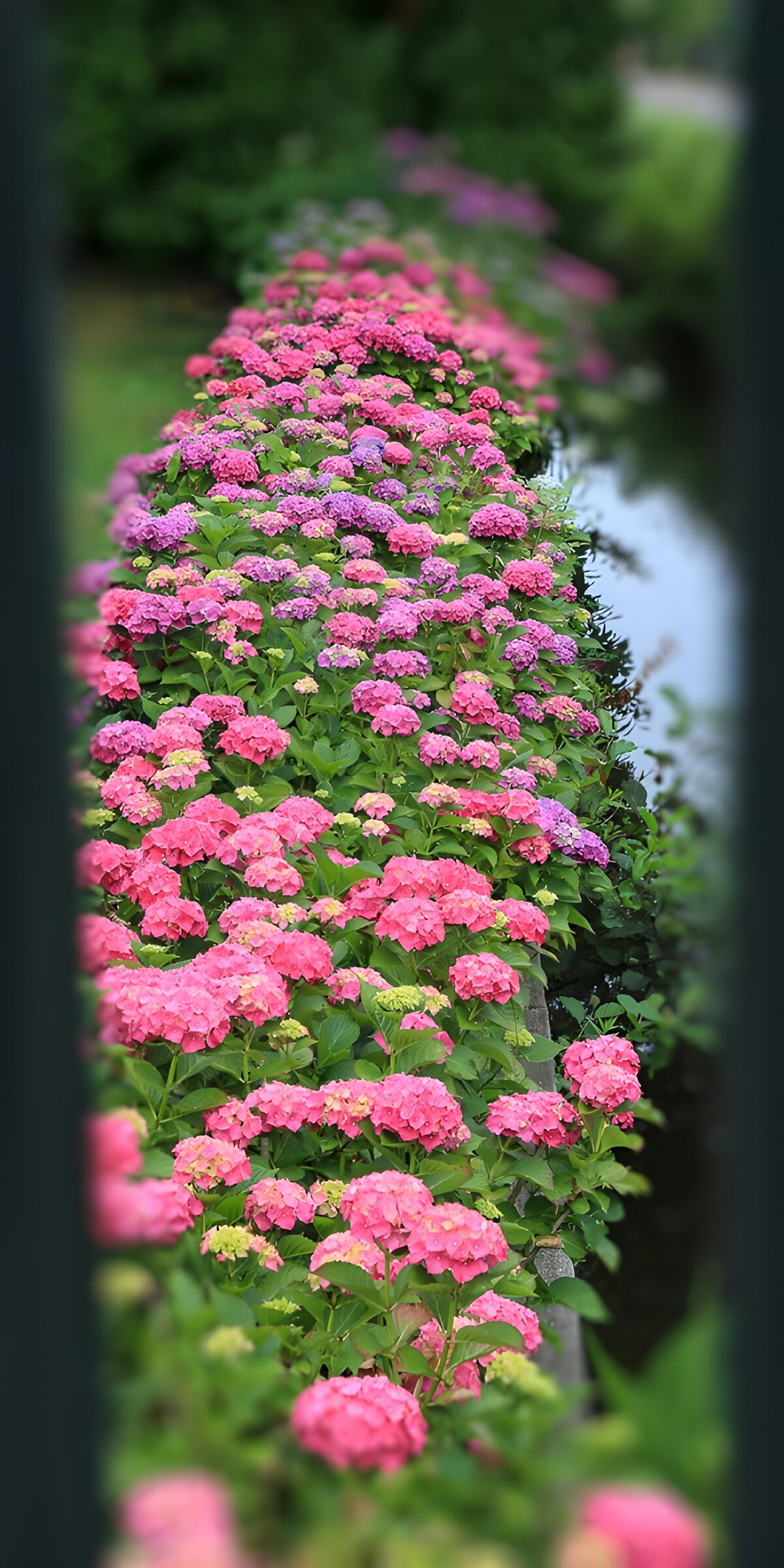 TPES89733: Hortensias rosas y lilas en hilera