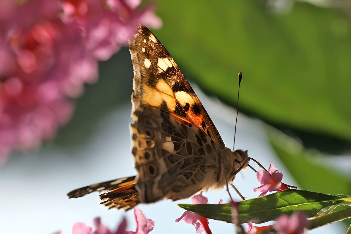 Mariposa sobre flores rosas al sol