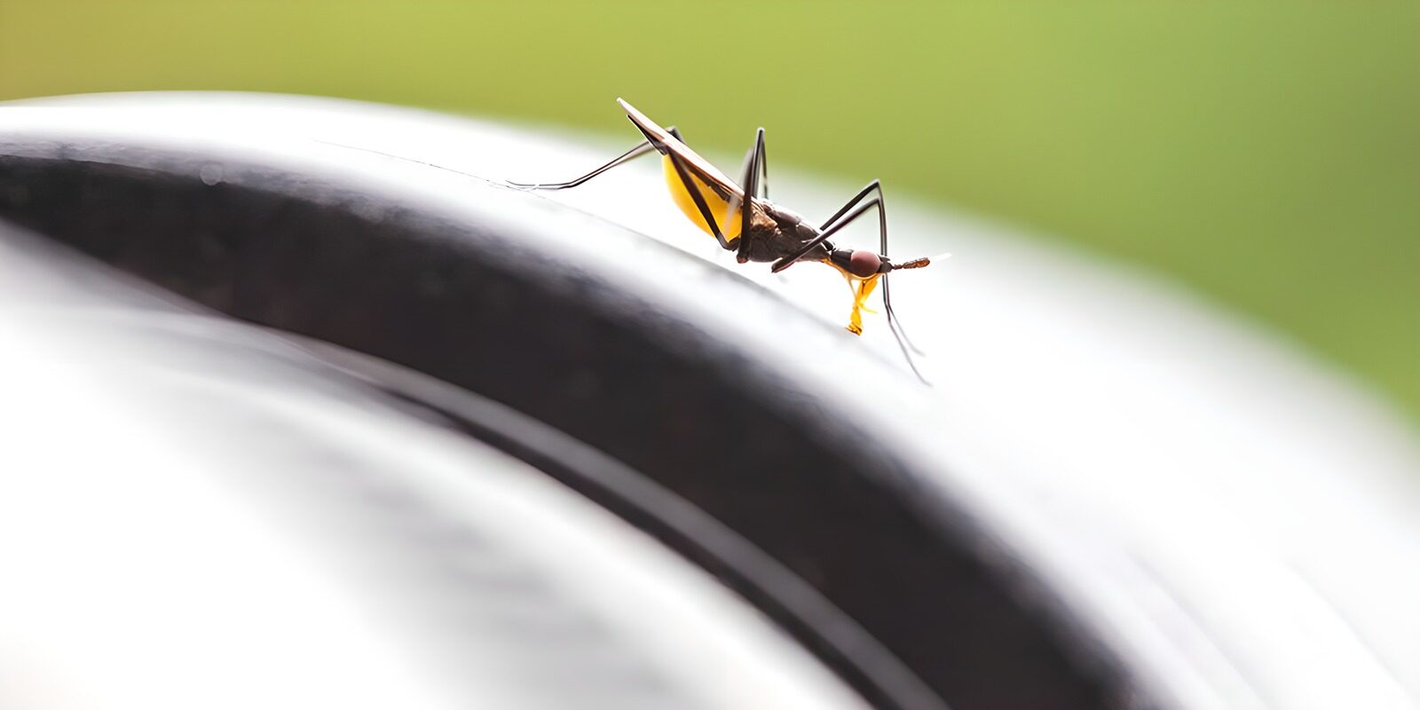 TPES91851: Insecto de largas patas a contraluz