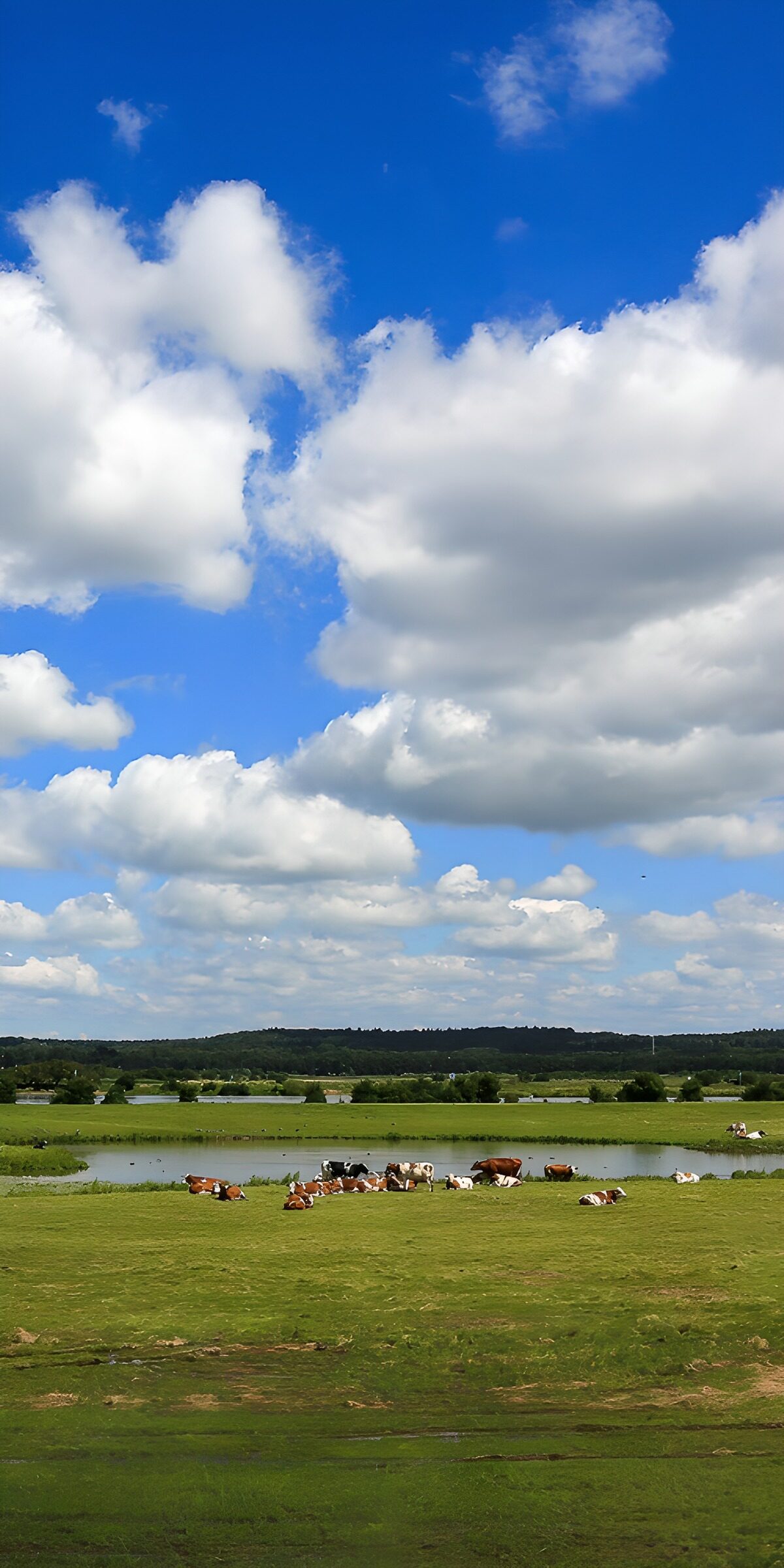TPES70638: Vacas junto al estanque bajo las nubes