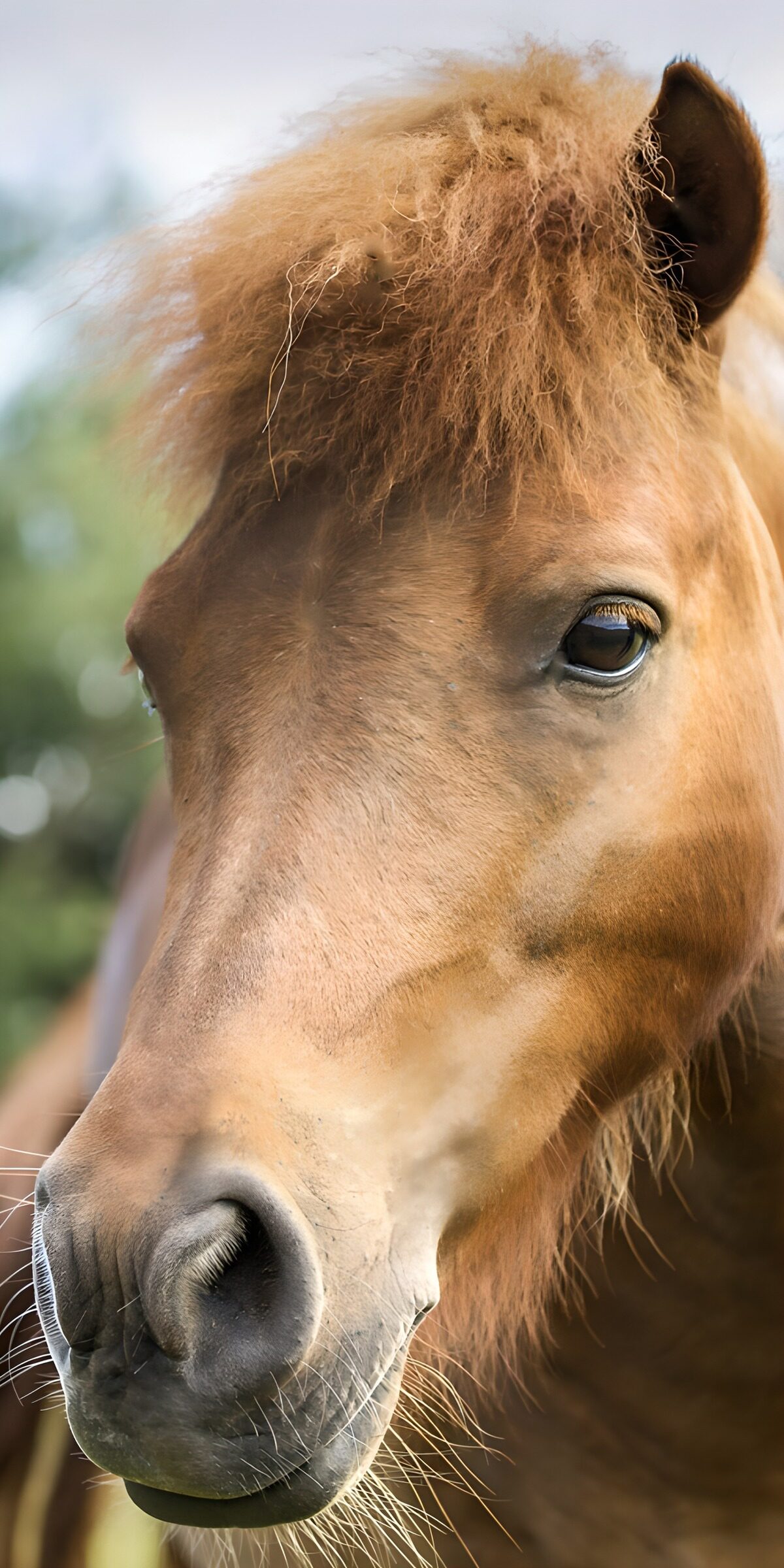 TPES47992: Retrato cercano de un poni castaño