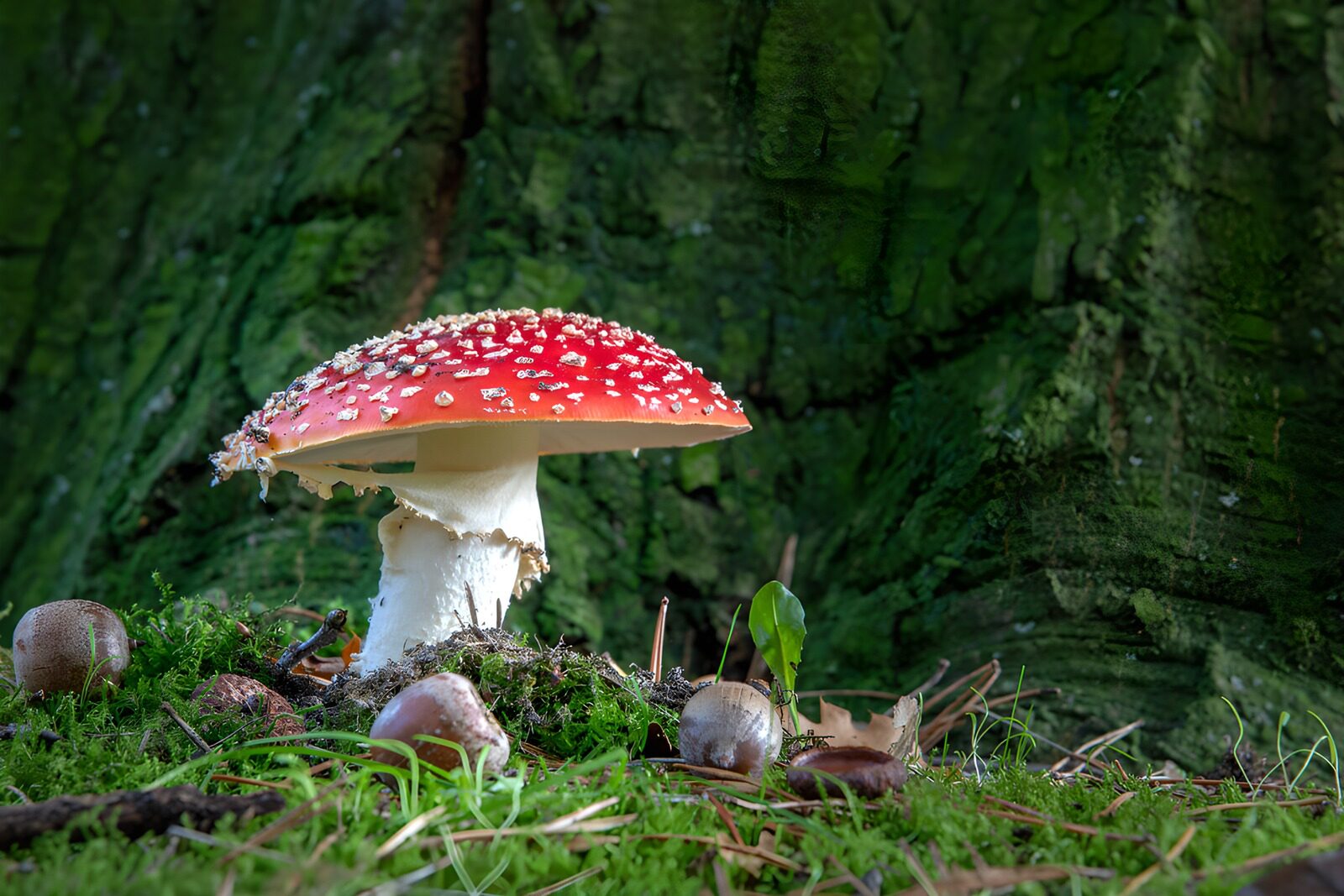 TPES72794: Amanita muscaria entre musgo y hojas