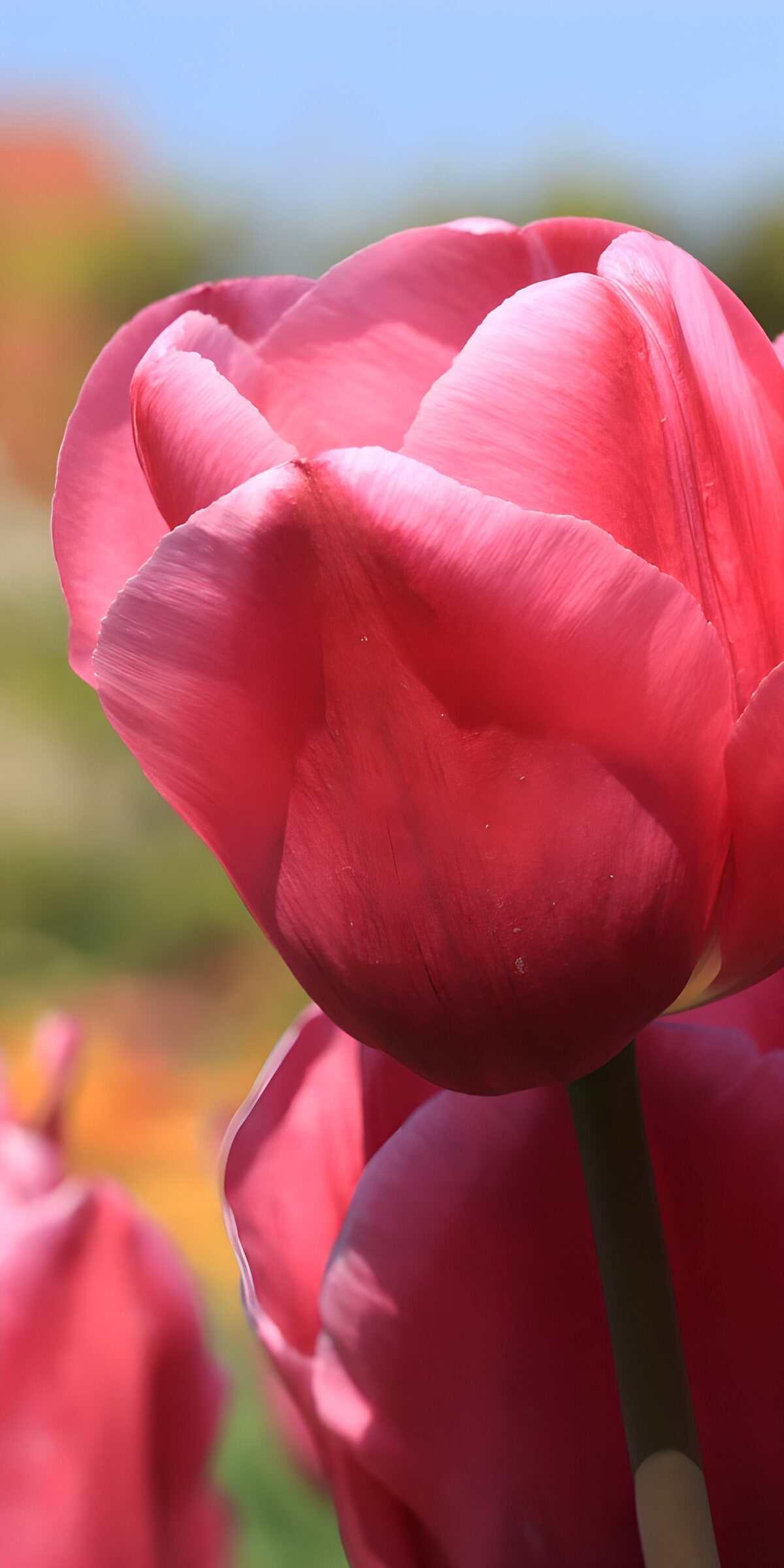 TPES65417: Tulipán rosa en primer plano al sol