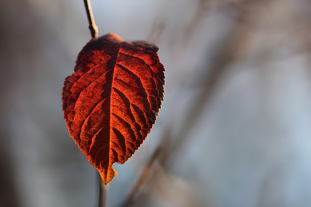 Hoja roja y naranja a contraluz