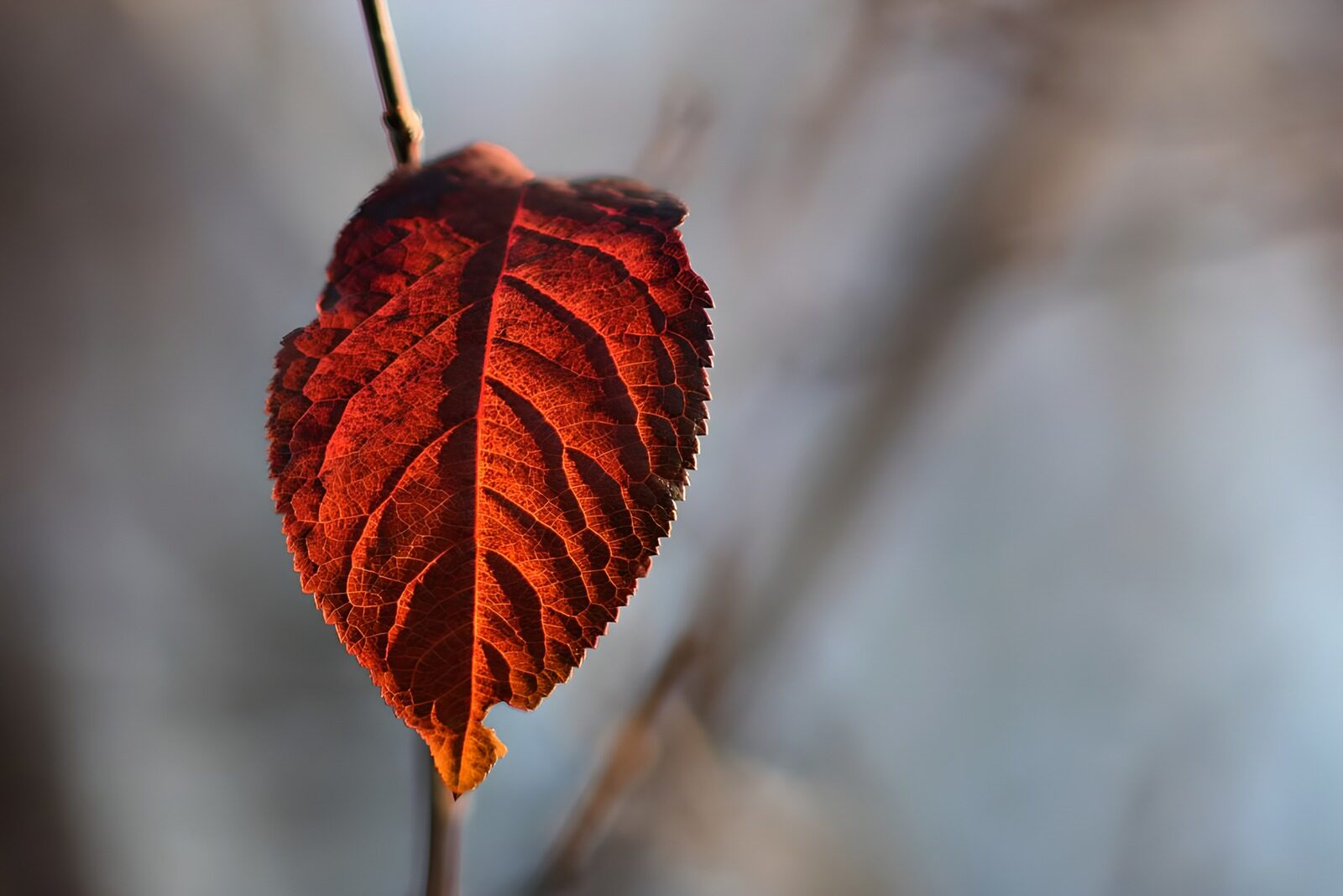TPES83083: Hoja roja y naranja a contraluz