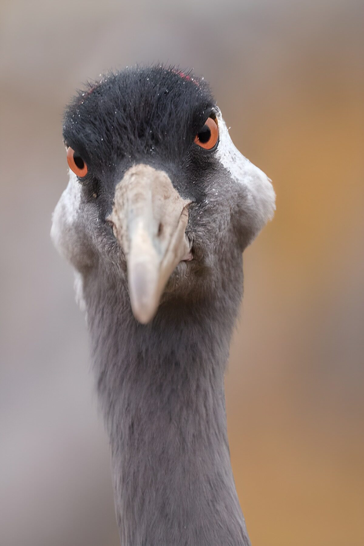 Grulla de frente, mirada alerta