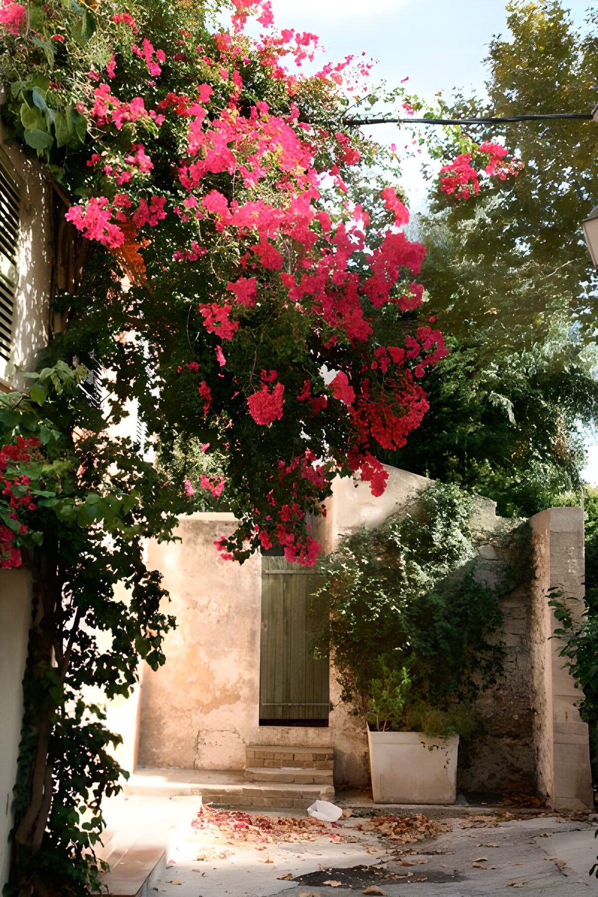TPES88961: Buganvilla rosa en un patio soleado