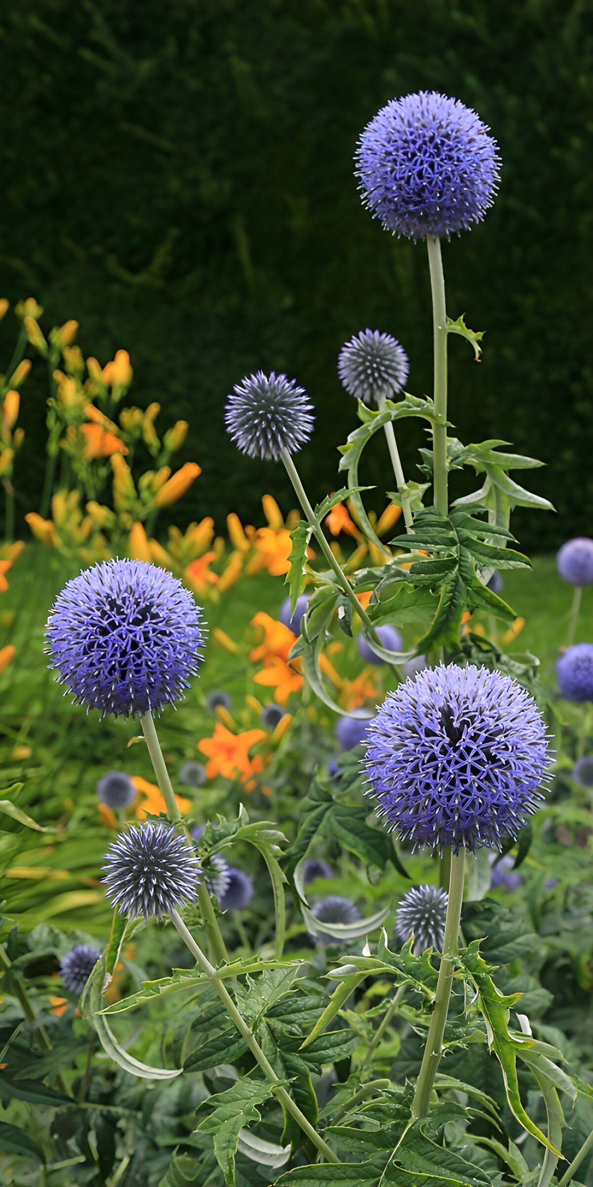 TPES71076: Cardos azules entre flores naranjas