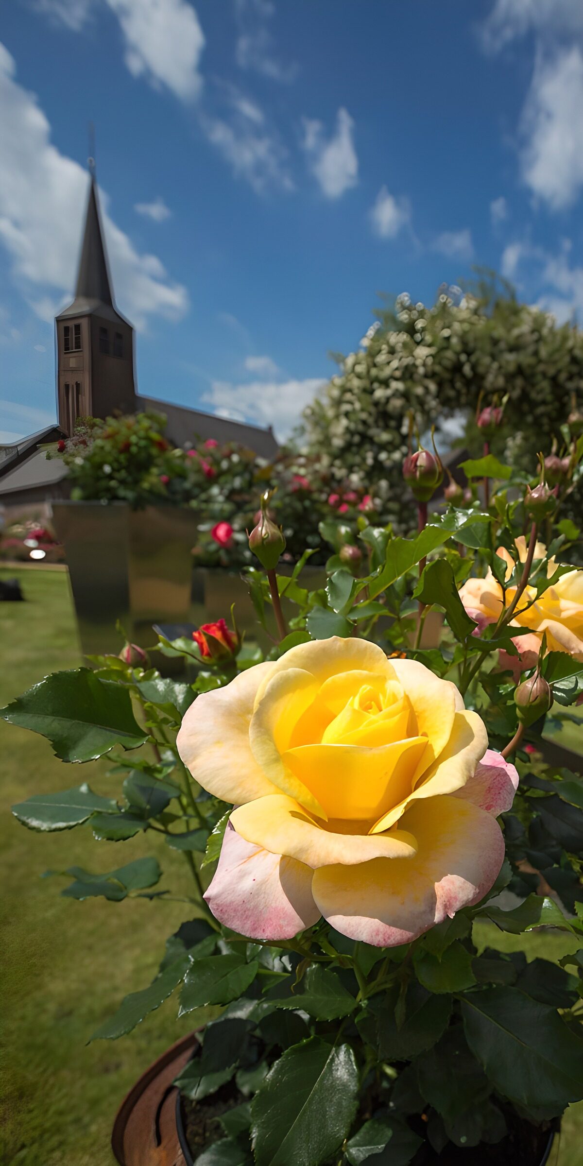 TPES19525: Rosa amarilla al sol, iglesia al fondo