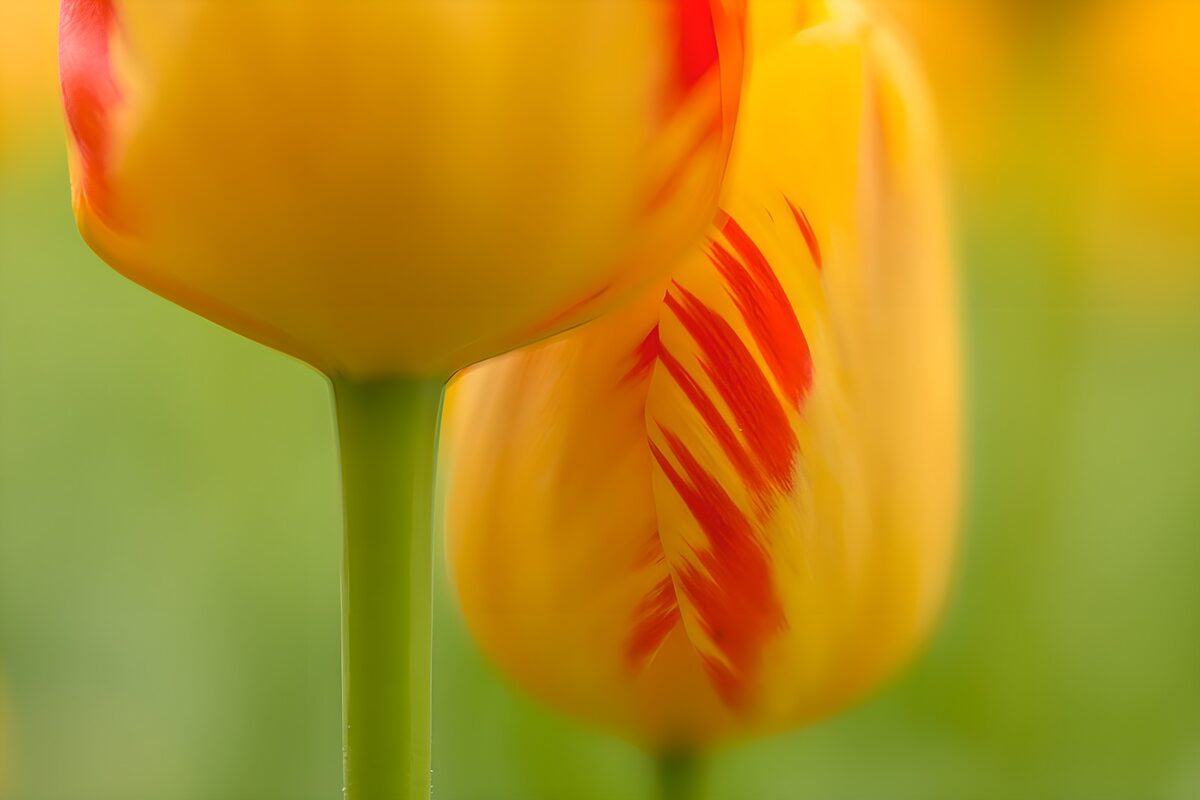 Tulipanes amarillos y rojos en luz suave