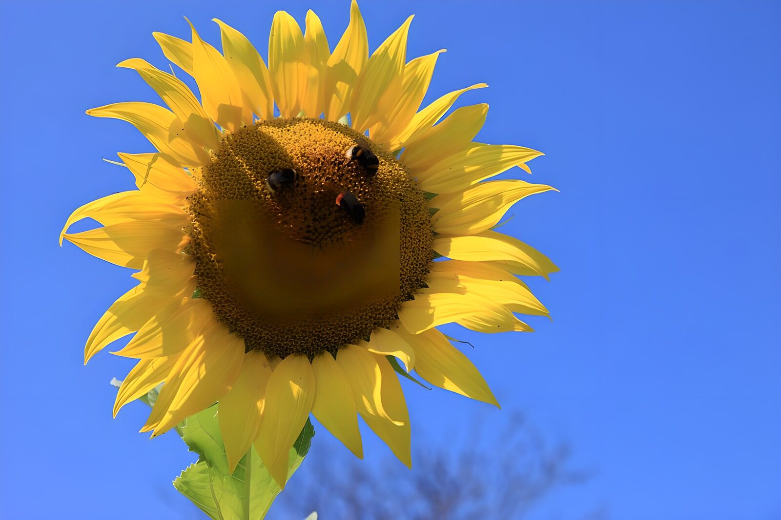 TPES32431: Girasol de oro en un mar azul