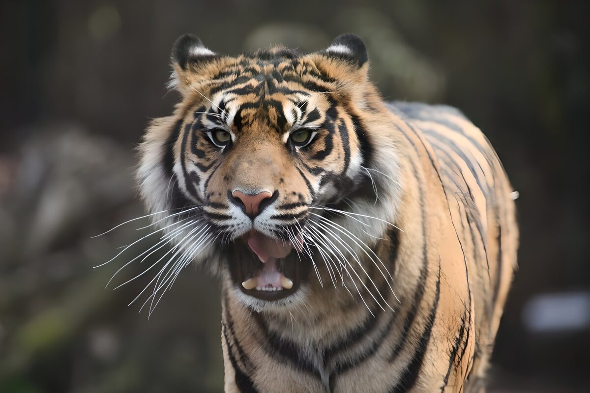 Tigre de frente con la boca abierta