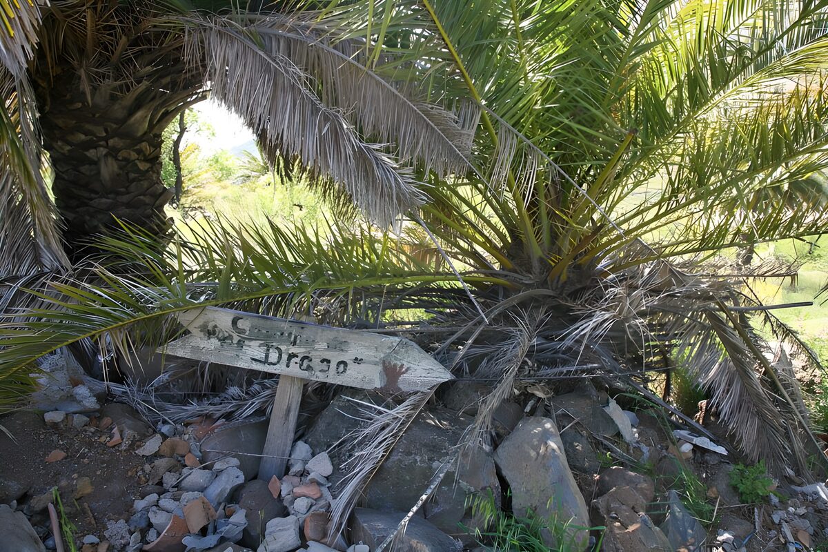 Palmeras y un viejo cartel de madera