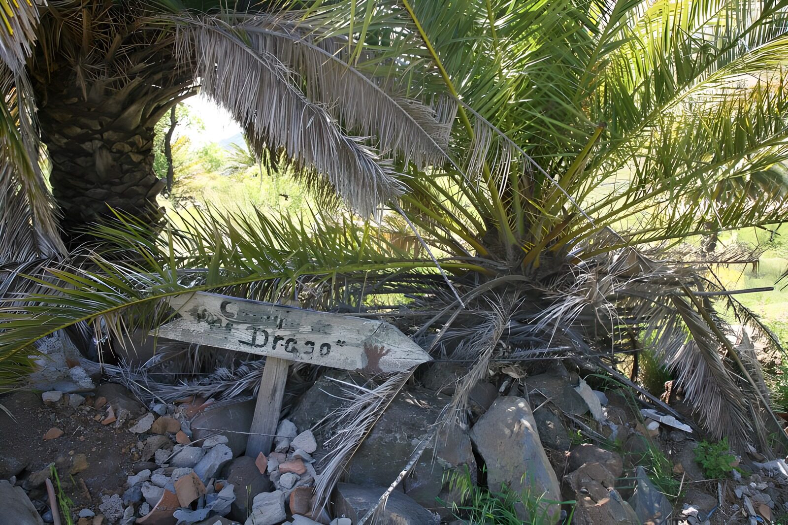 TPES55886: Palmeras y un viejo cartel de madera